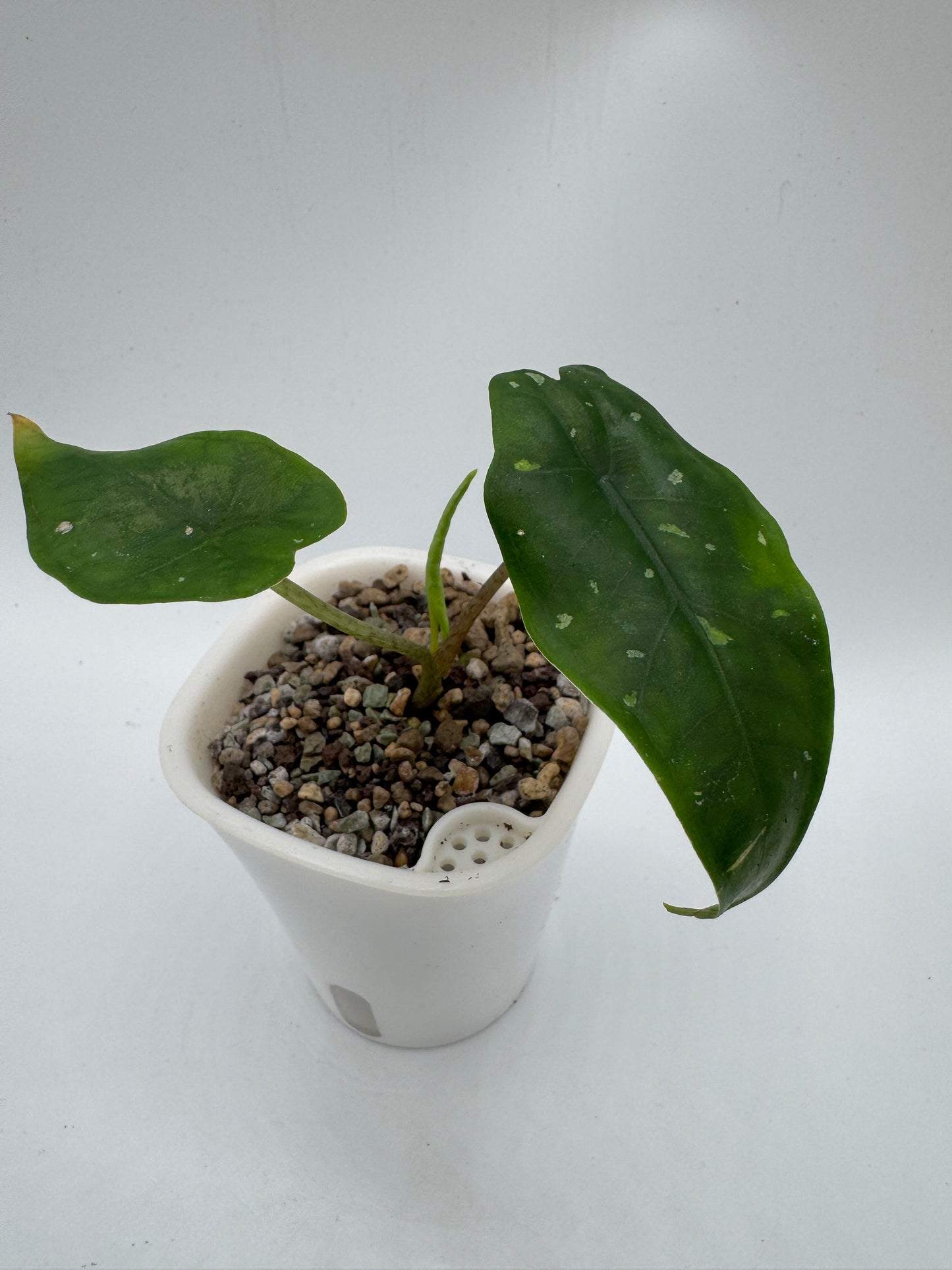 Alocasia Boyceana ‚Shattered Glass‘