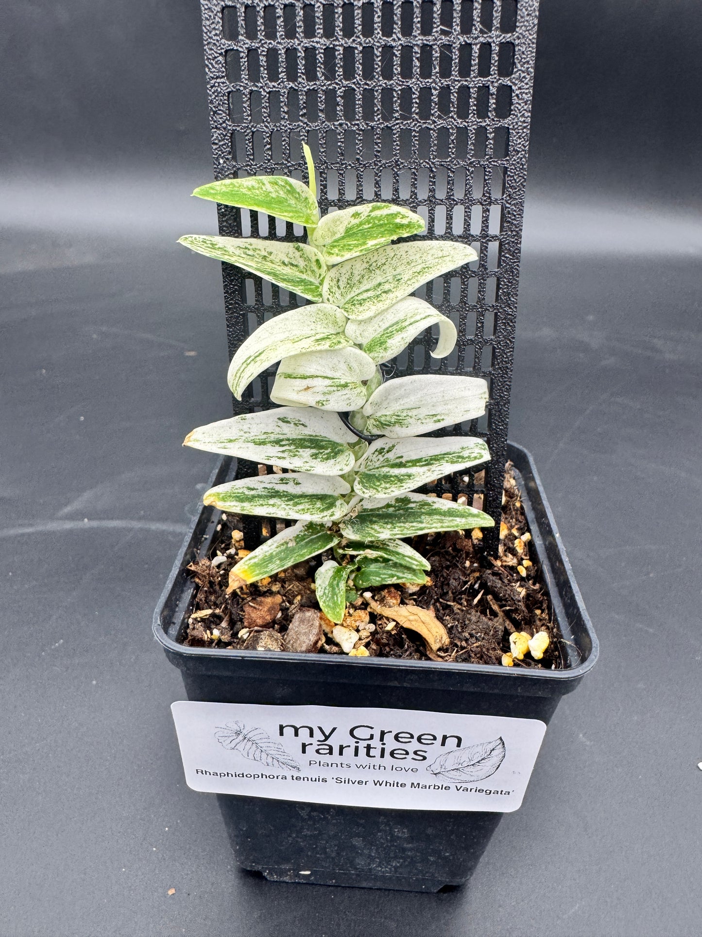 Rhaphidophora Tenuis Silver white Marble variegata