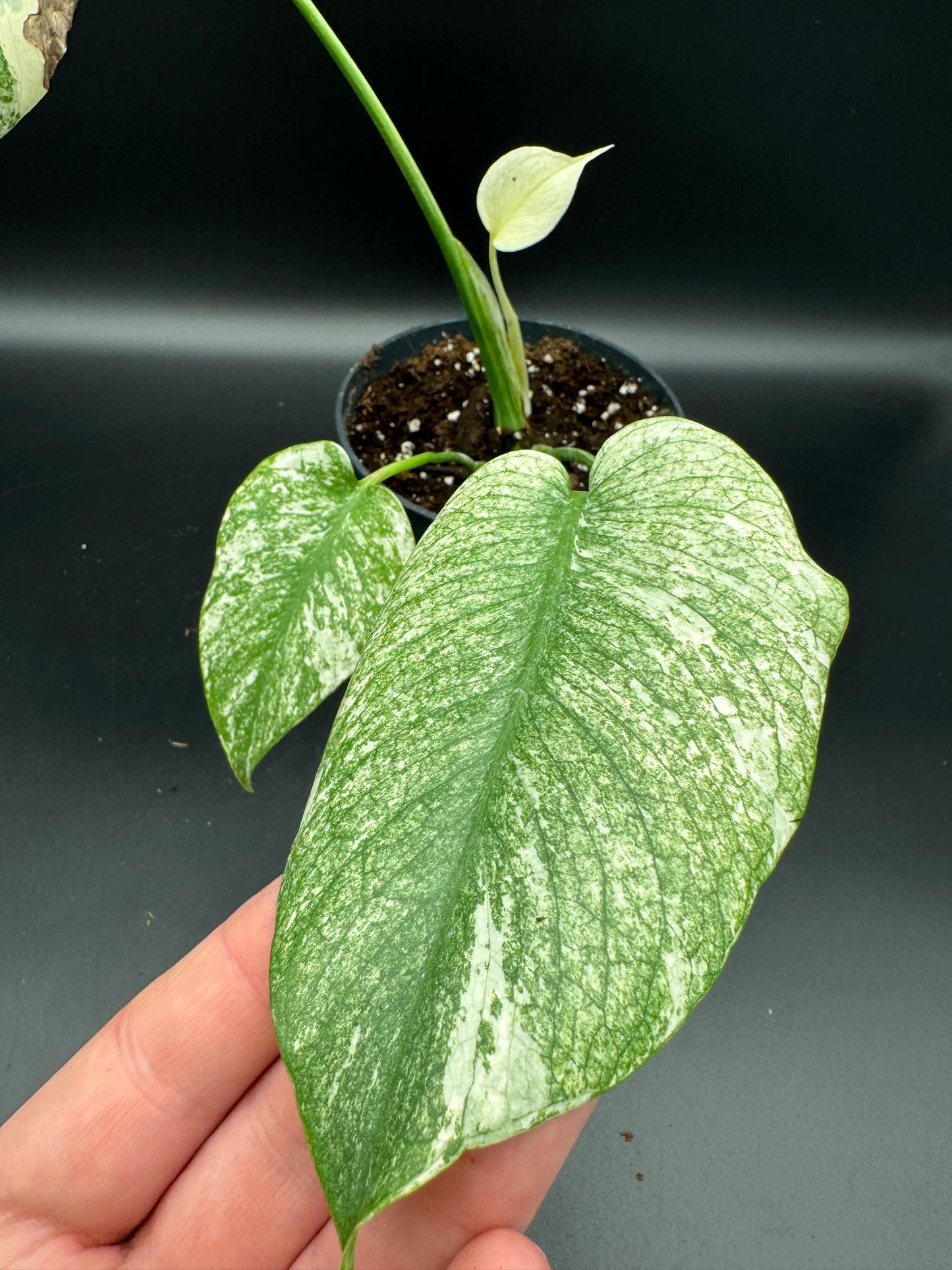 Monstera mint variegata mit Neuaustrieb