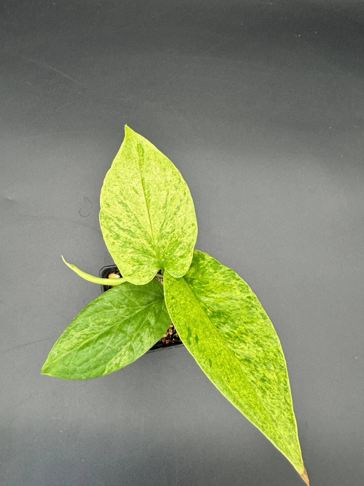Amydrium Medium Mint variegata