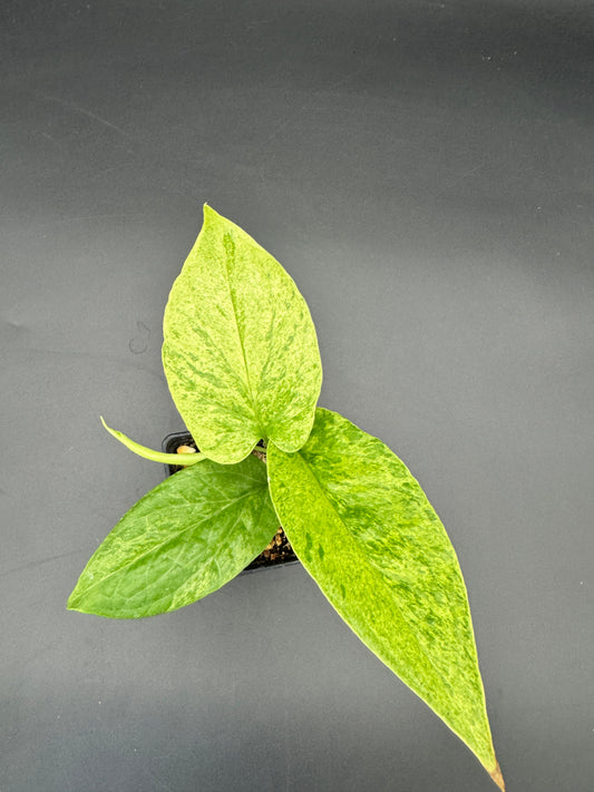 Amydrium Medium Mint variegata