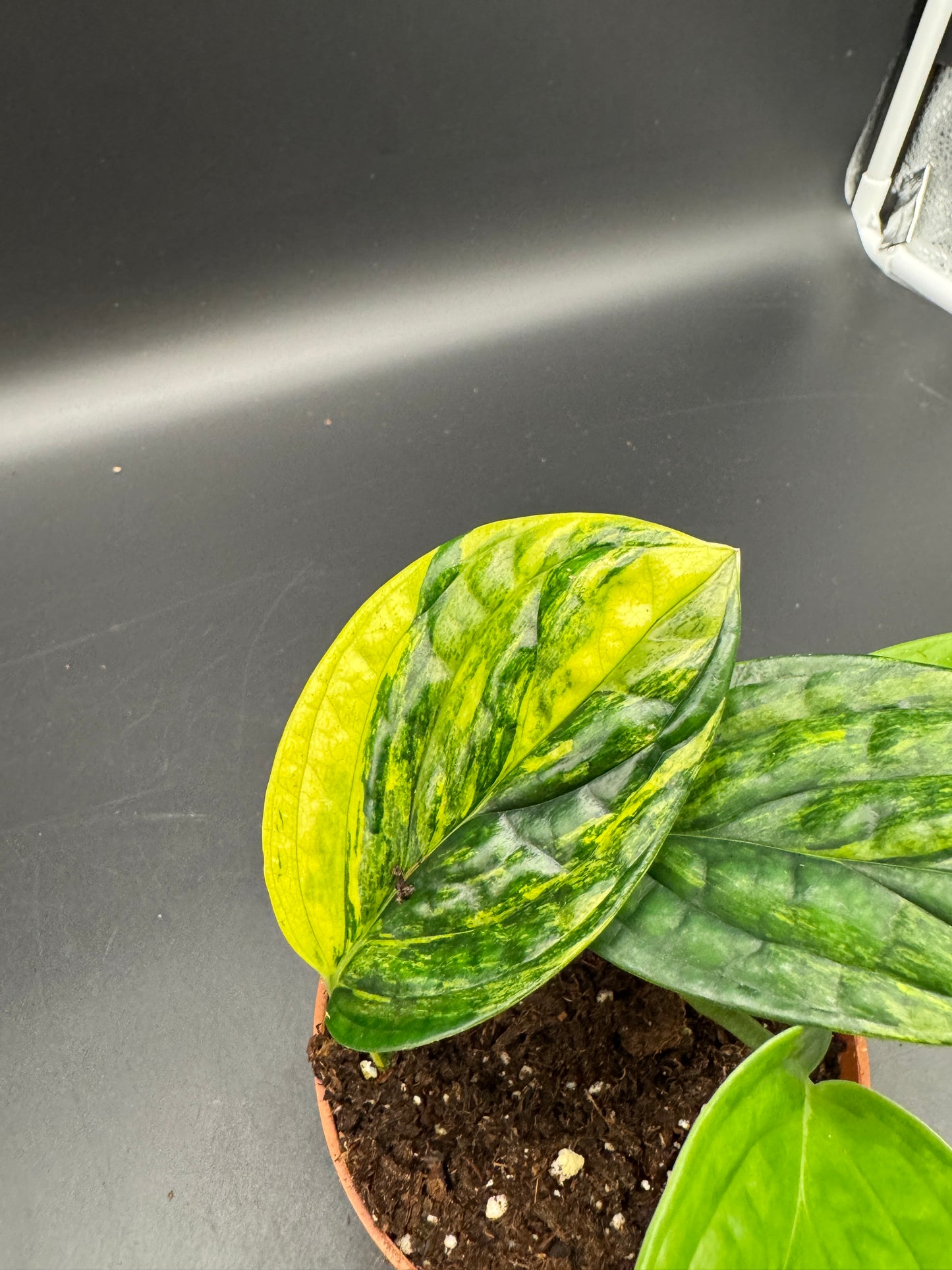 Monstera karstenanium Peru variegata