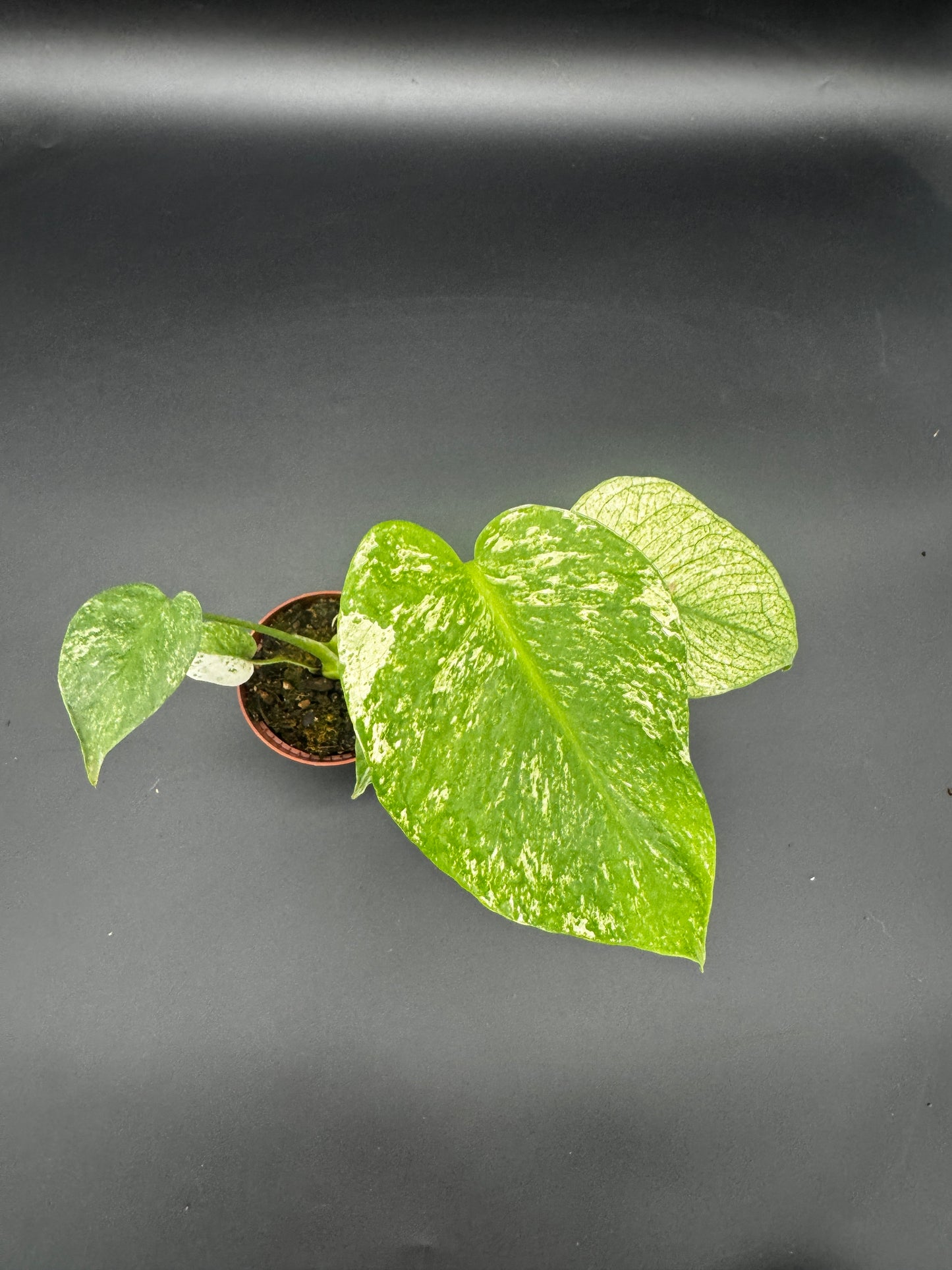 Monstera Mint variegata