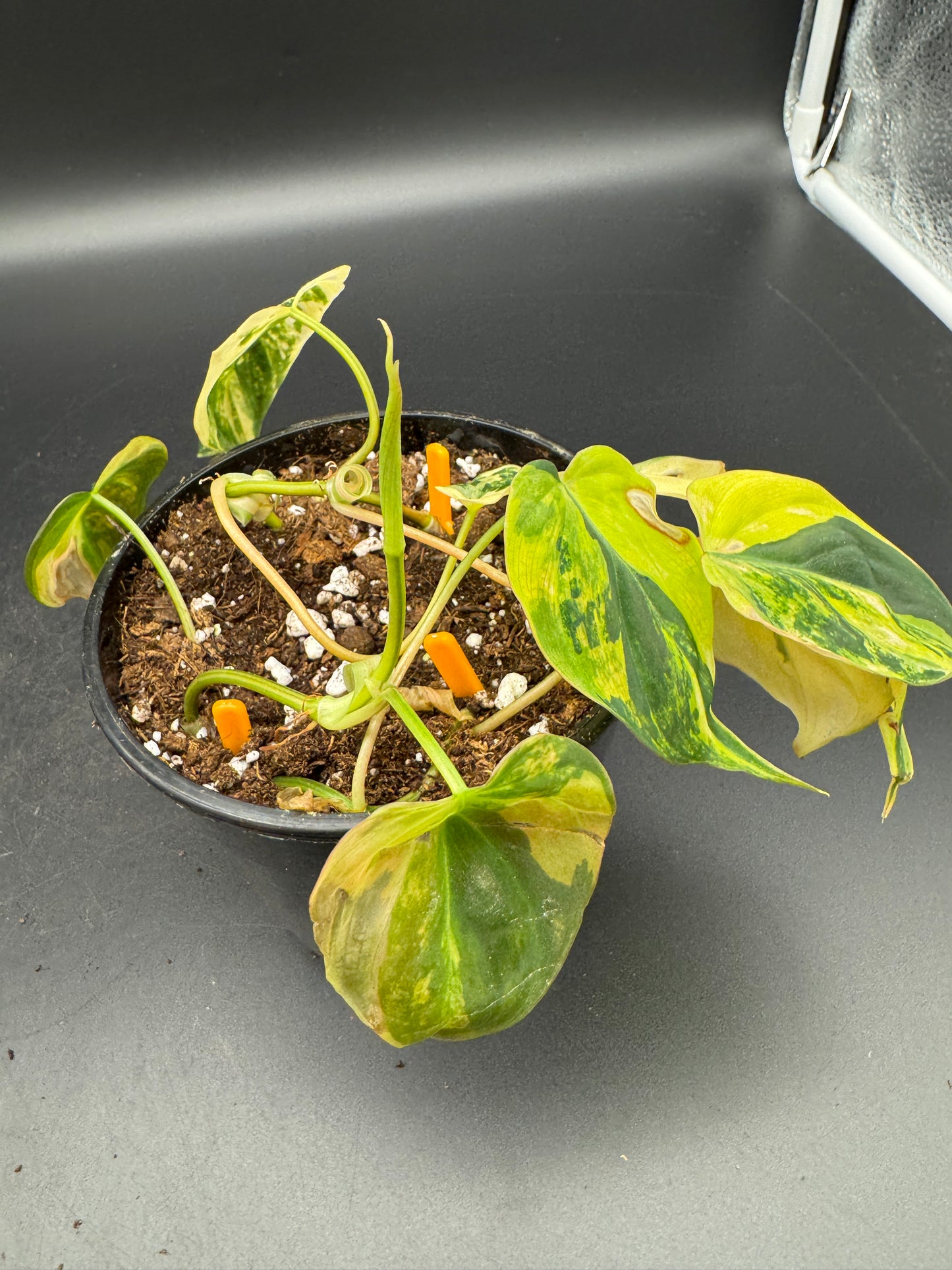 Philodendron micans variegata