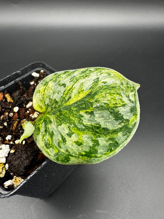 Scindapsus exotica Hologram