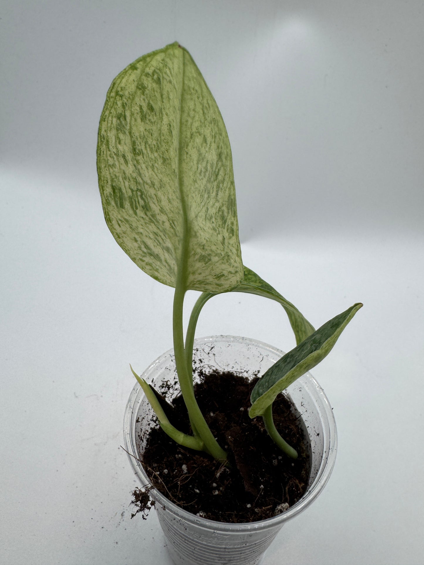 Scindapsus Silver Splash var.