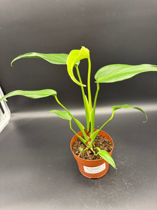 Monstera burle marx Flame
