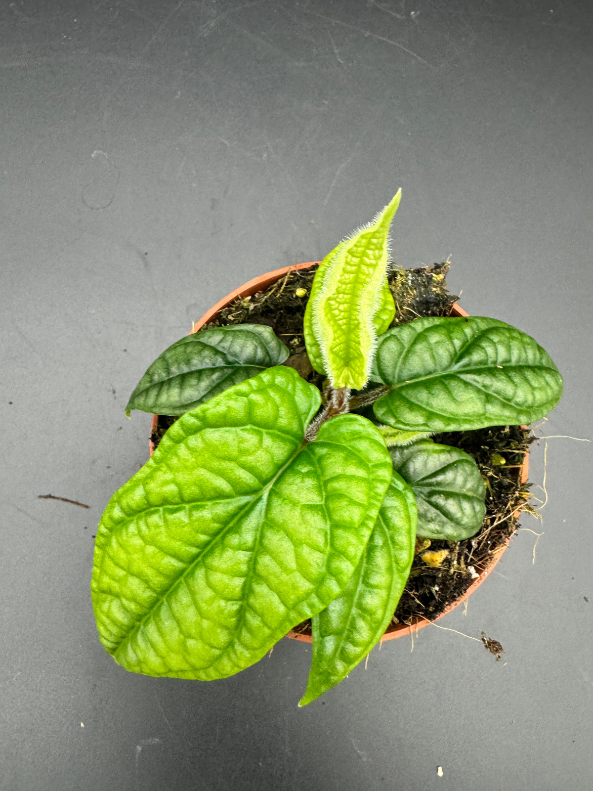 Piper Parmatum