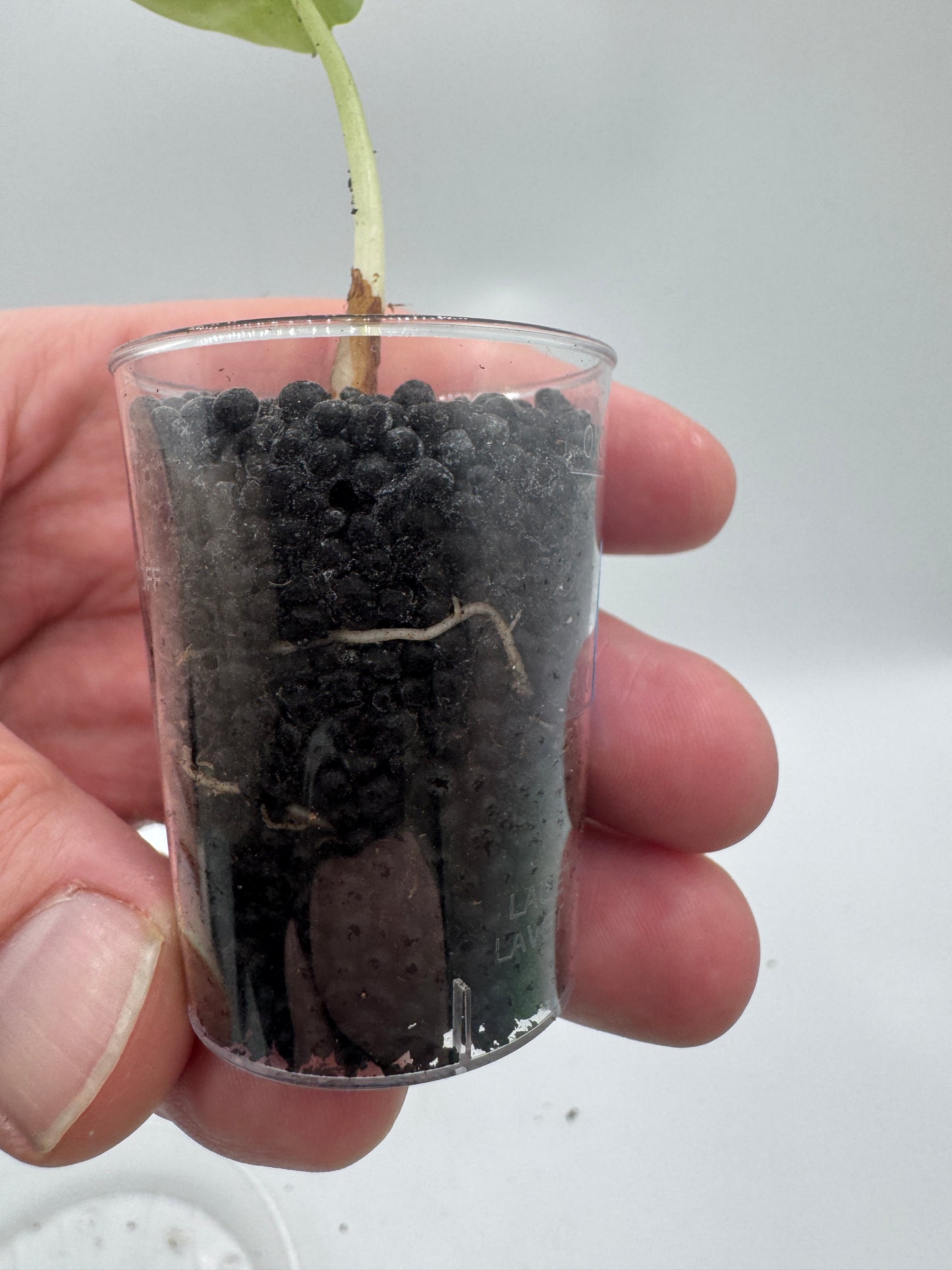 Alocasia Silver Dragon variegata