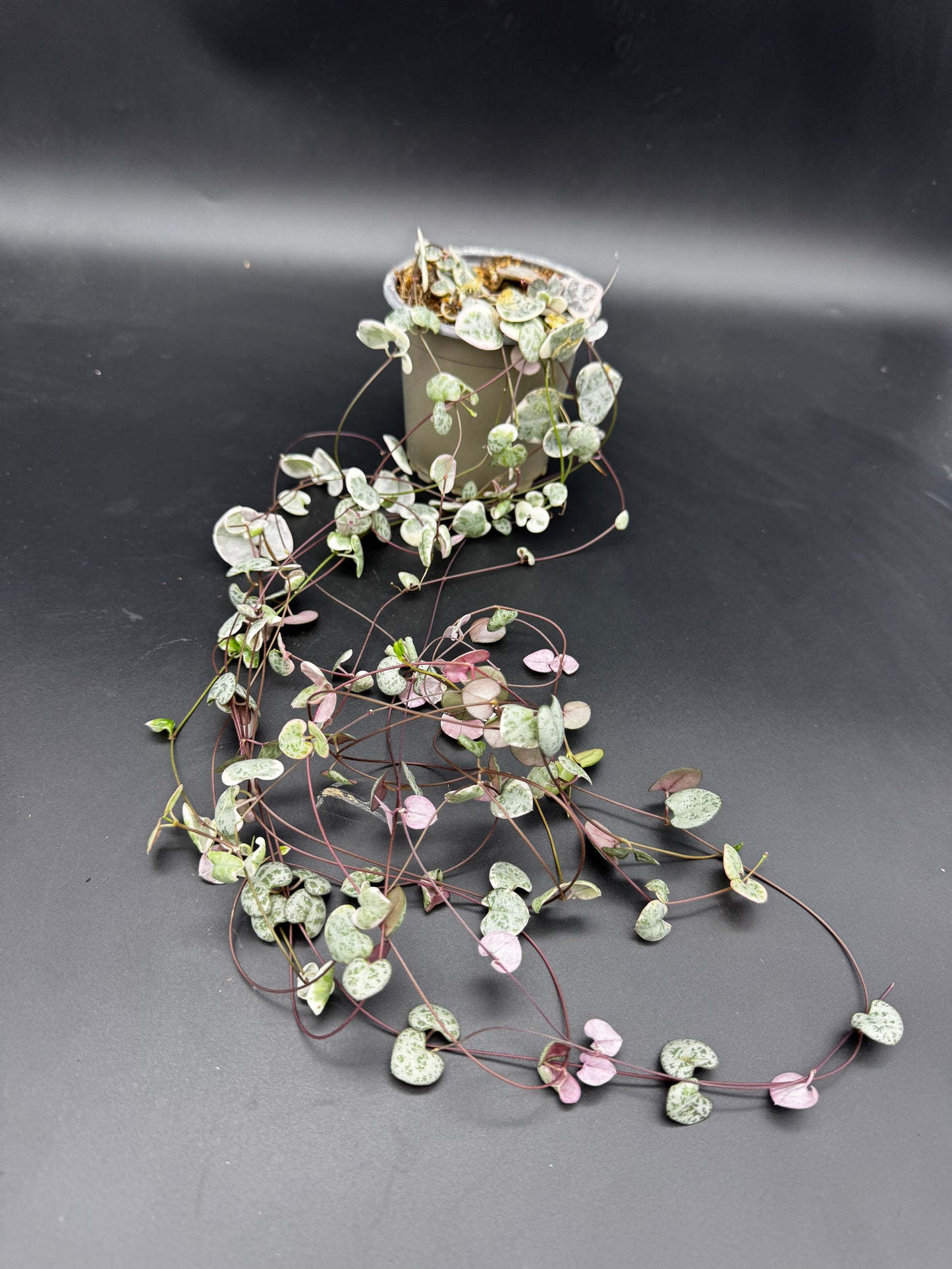 Ceropegia Woodii variegata