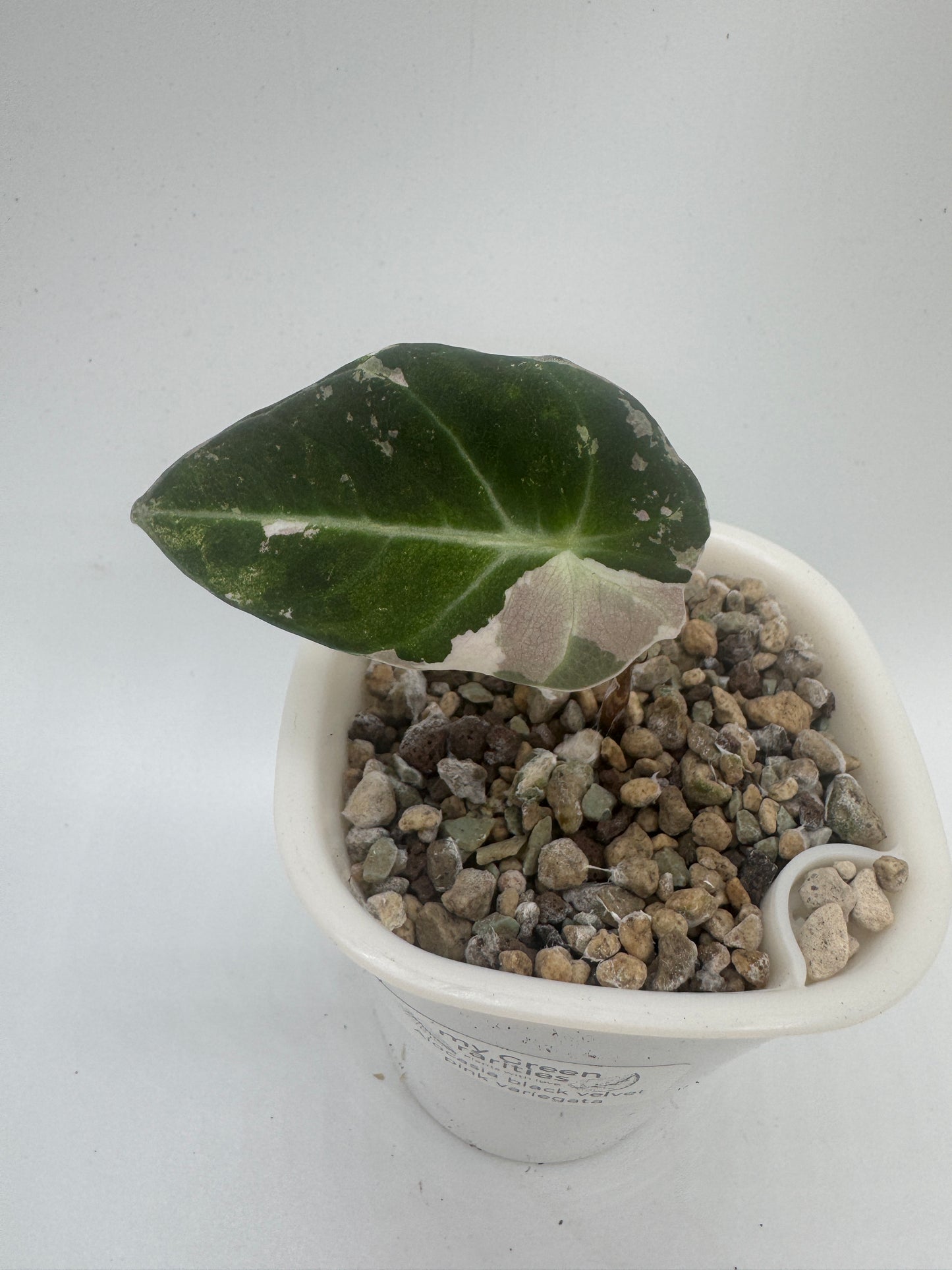 Alocasia Black velvet