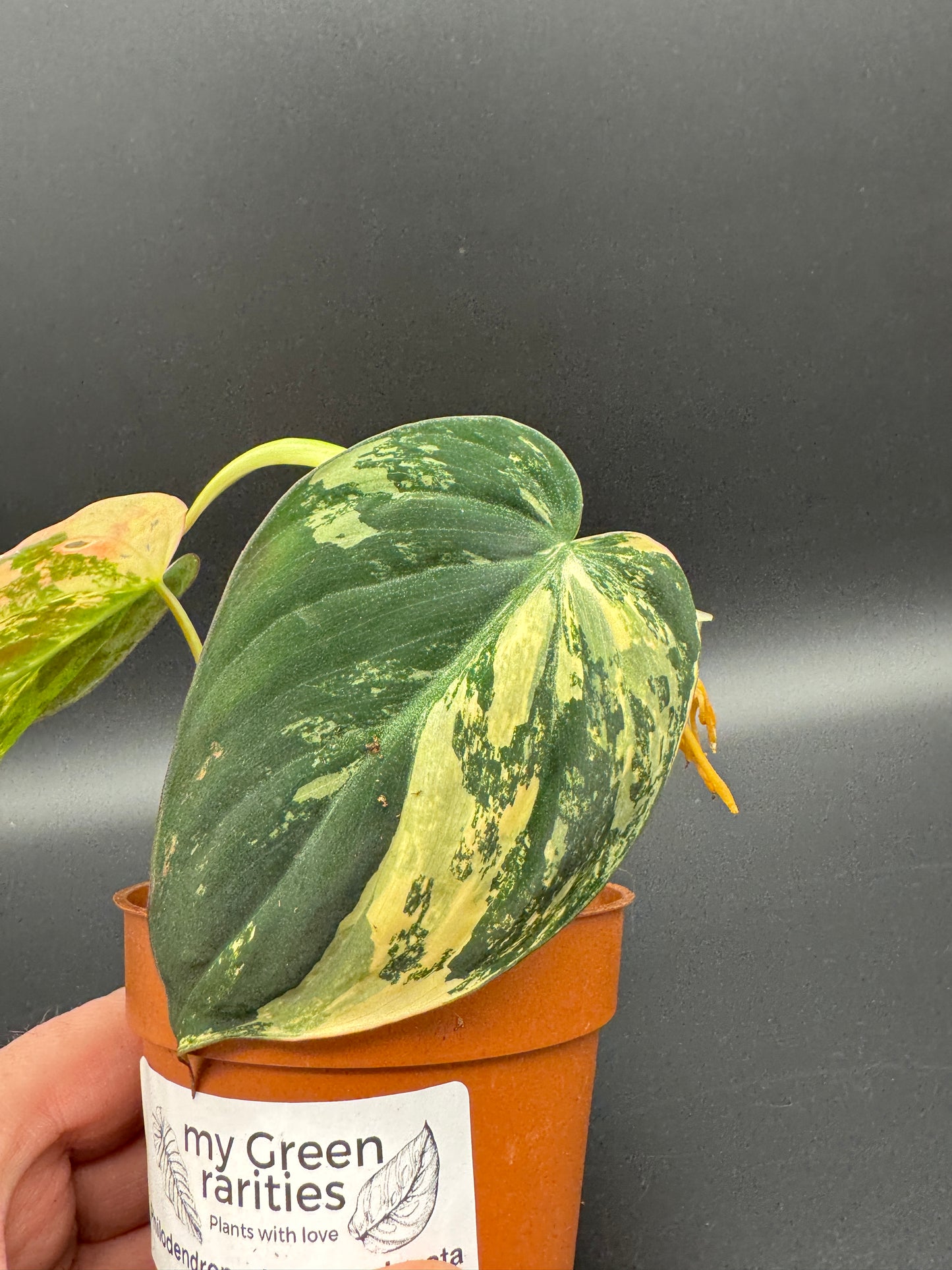 Philodendron micans variegata