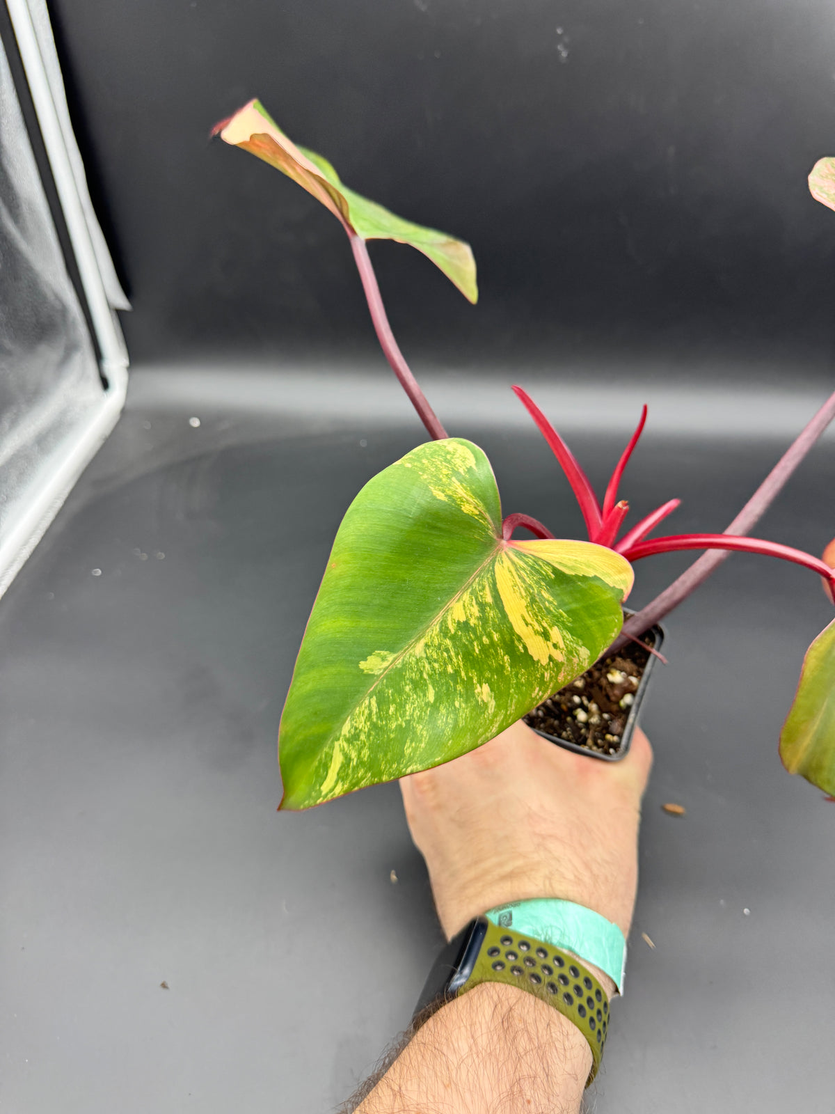 Philodendron strawberry Shake