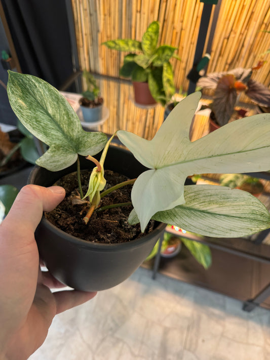 Philodendron Florida Ghost