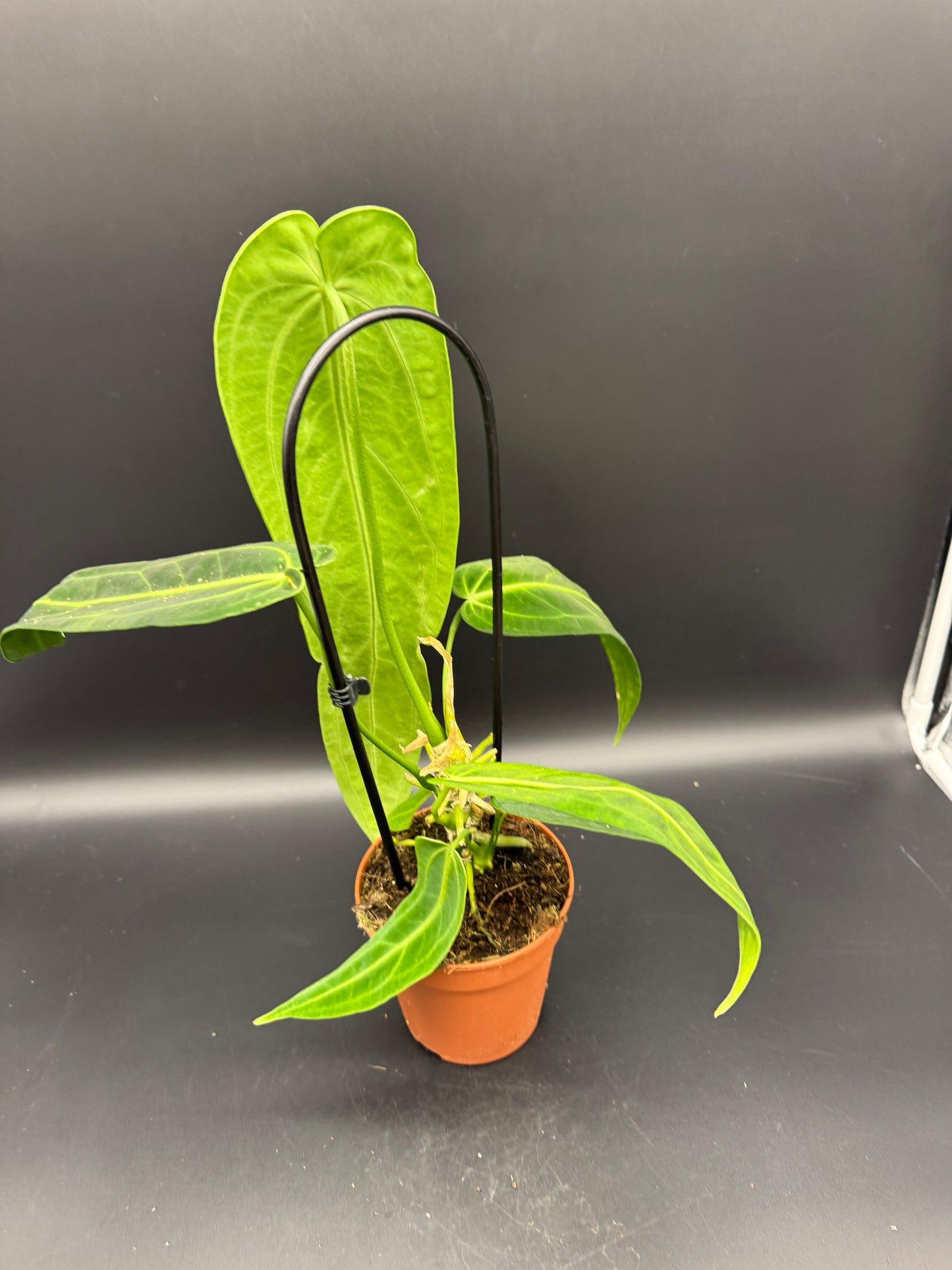 Anthurium waroqueanum