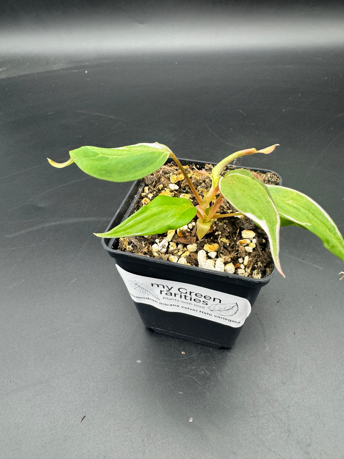 Philodendron micans velvet halo variegata.