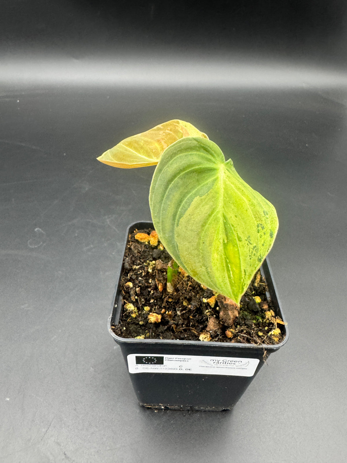 Philodendron melanochrysum variegata