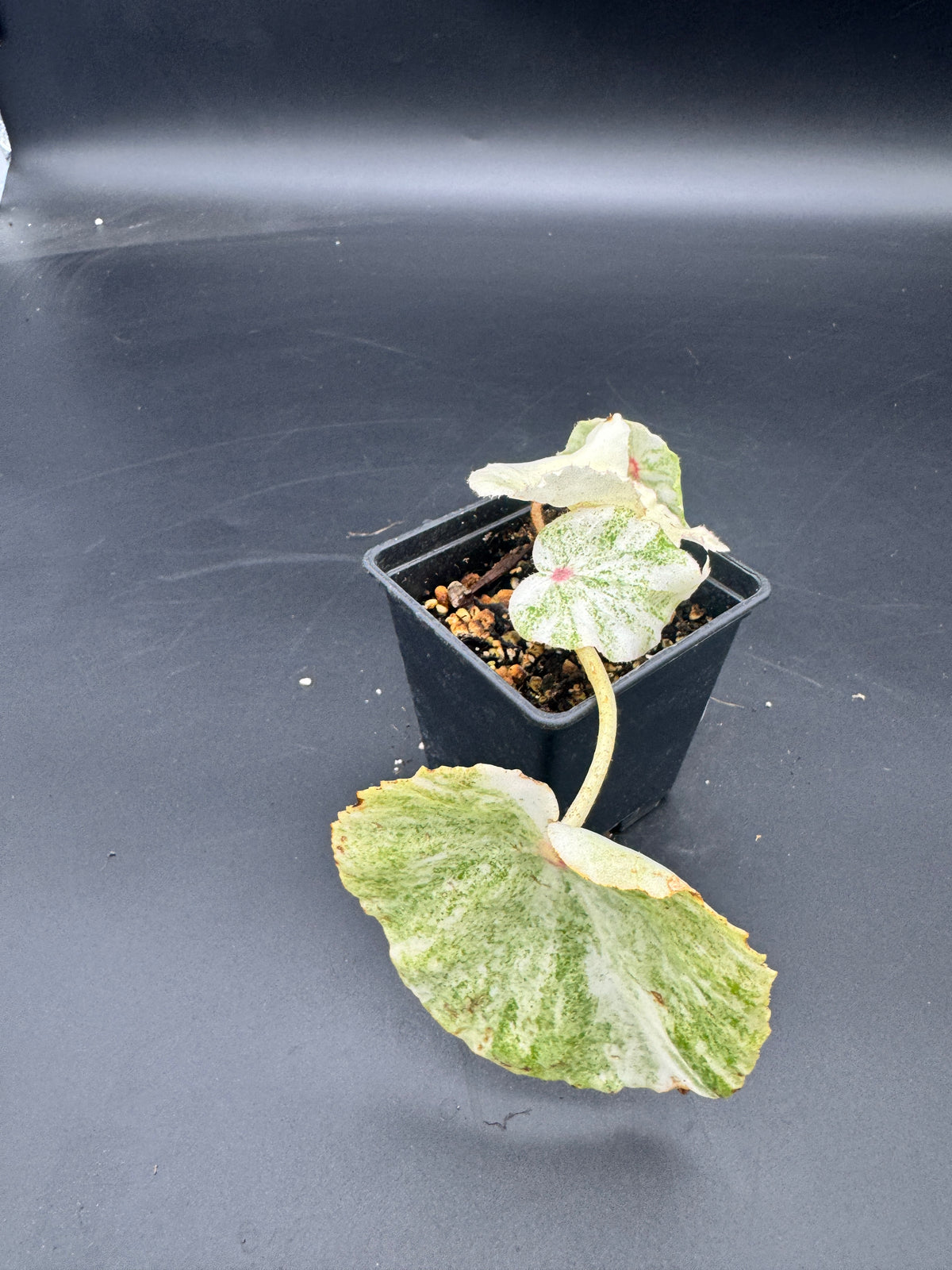 Begonia Rouge variegata