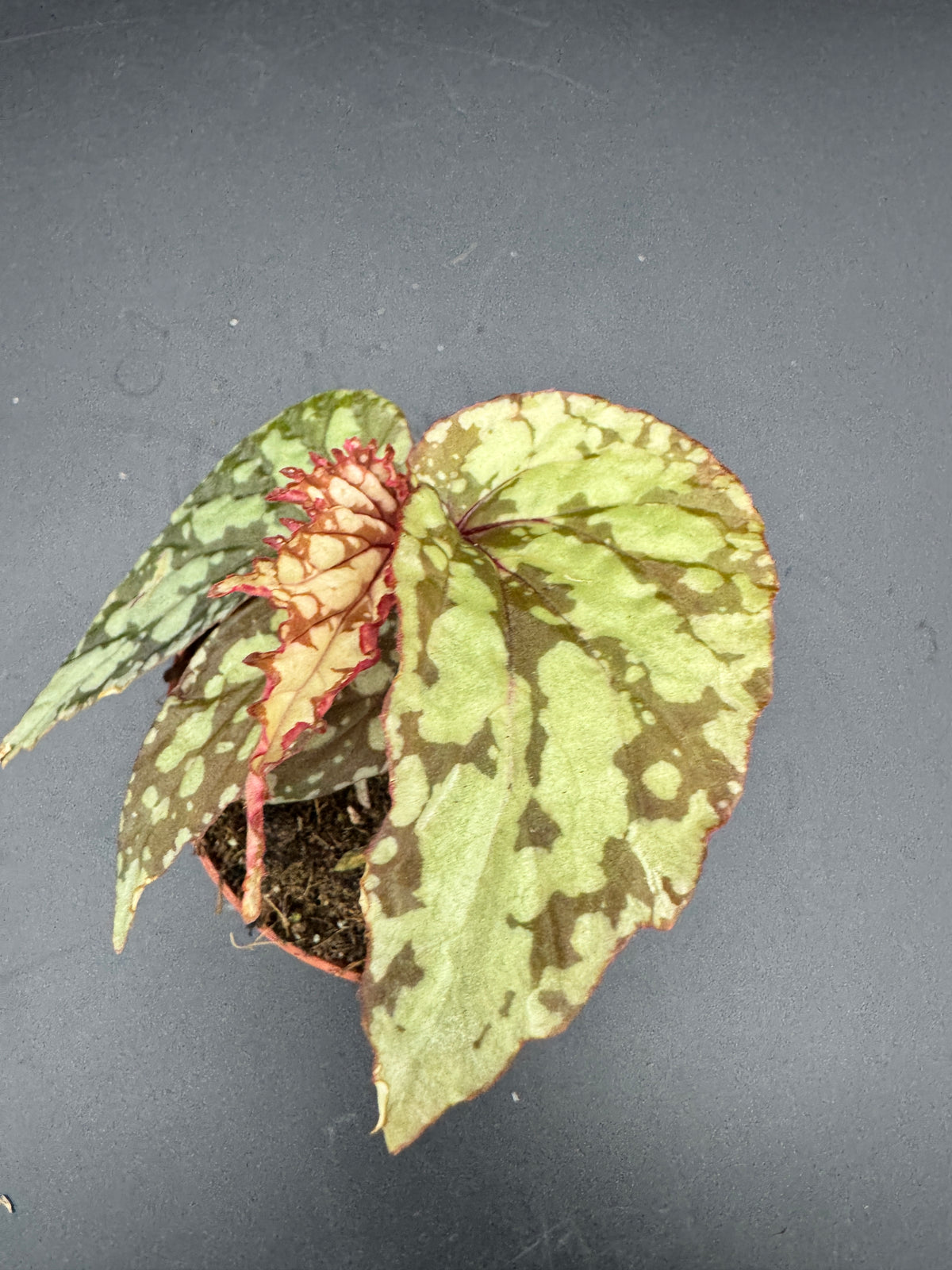 Begonia Lucifer