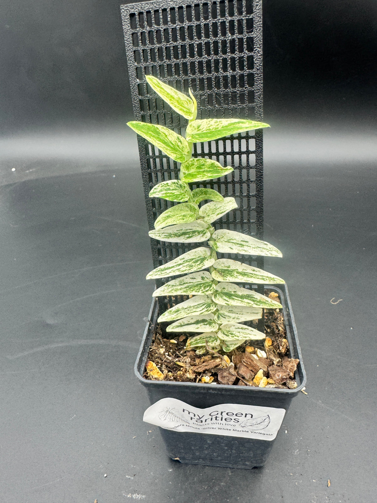 Rhaphidophora Tenuis Silver white Marble variegata