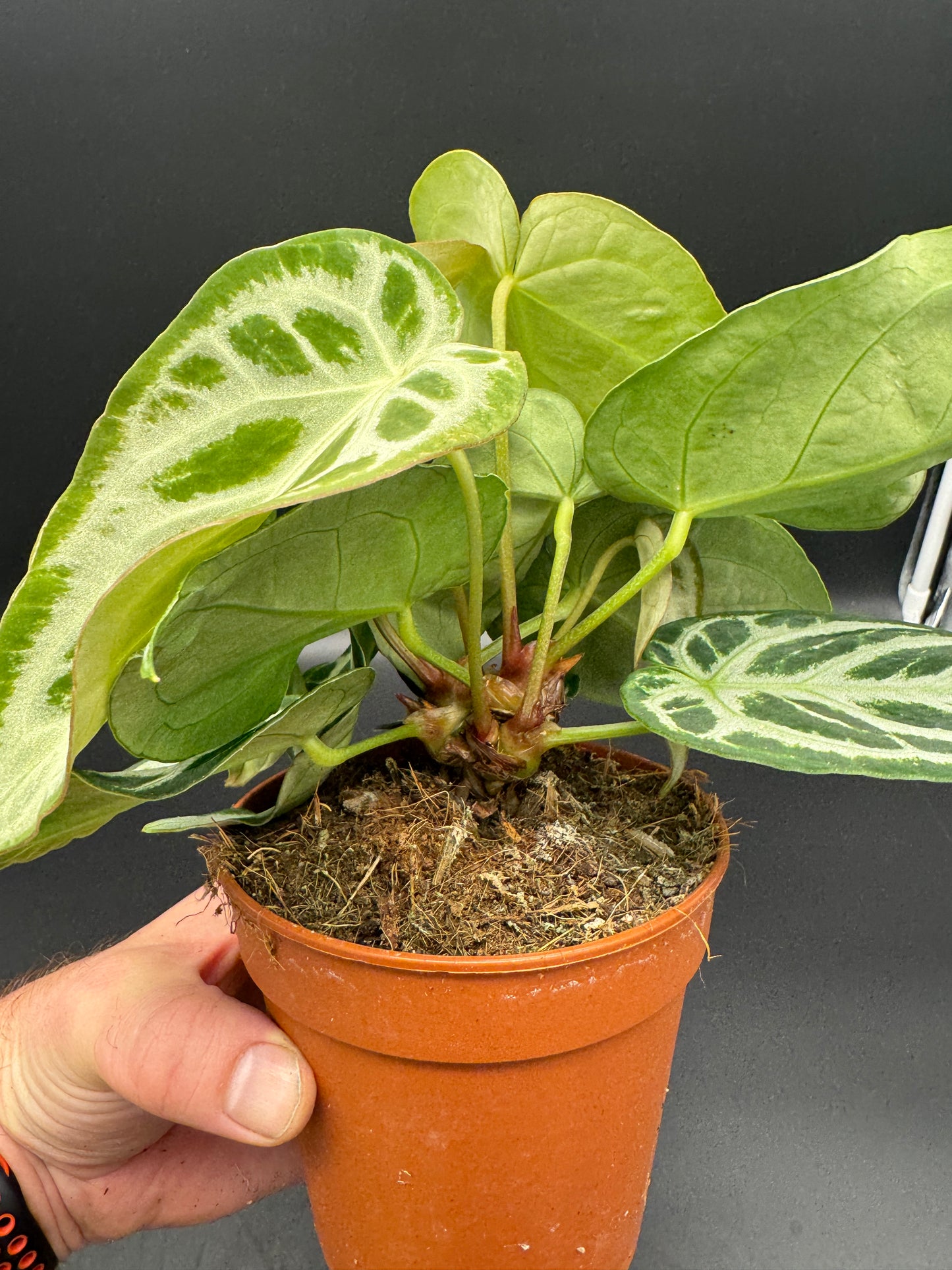 Anthurium crystallinum Silver Blush