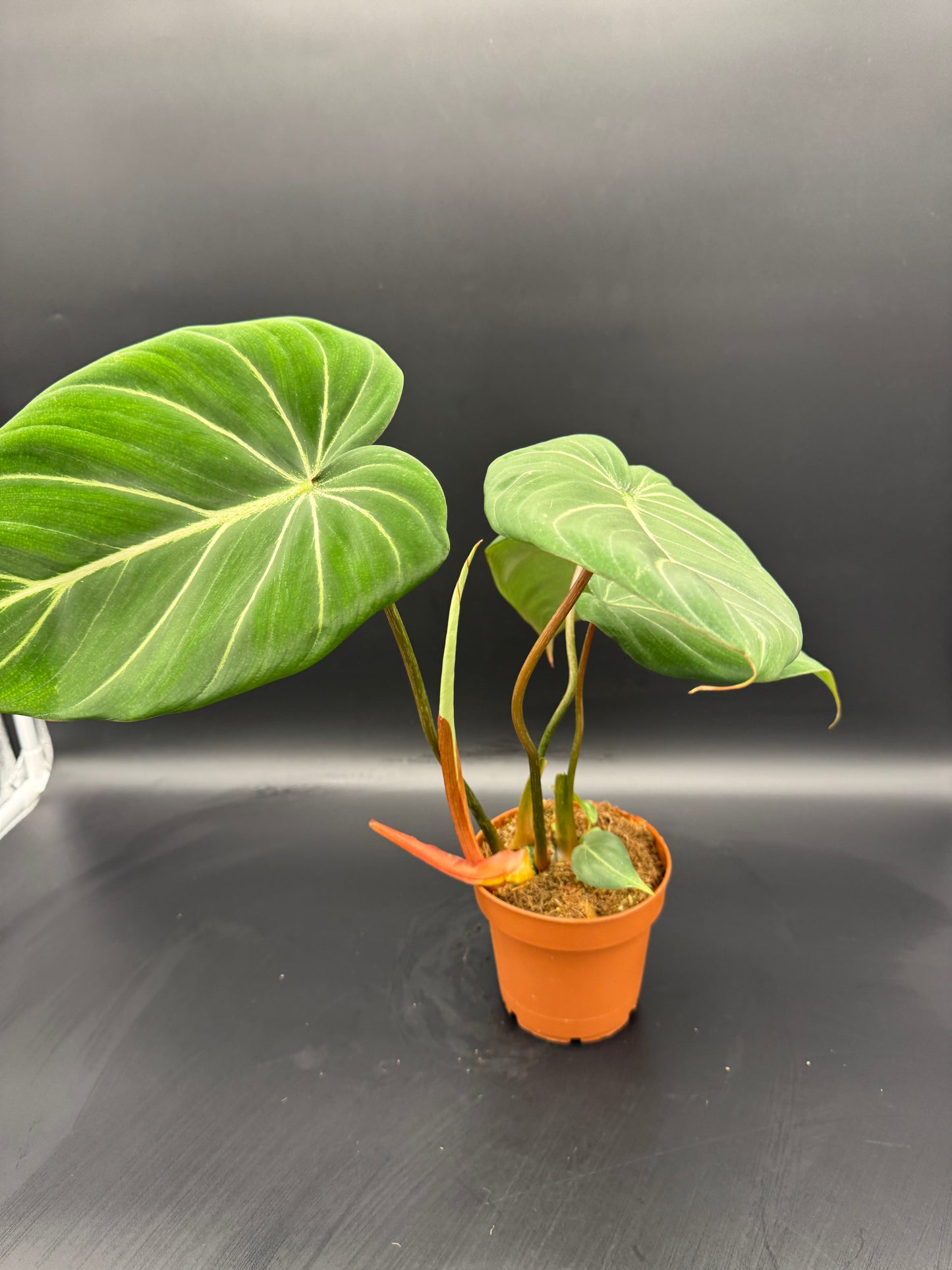 Philodendron Gloriosum