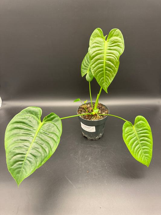 Anthurium veitchii L