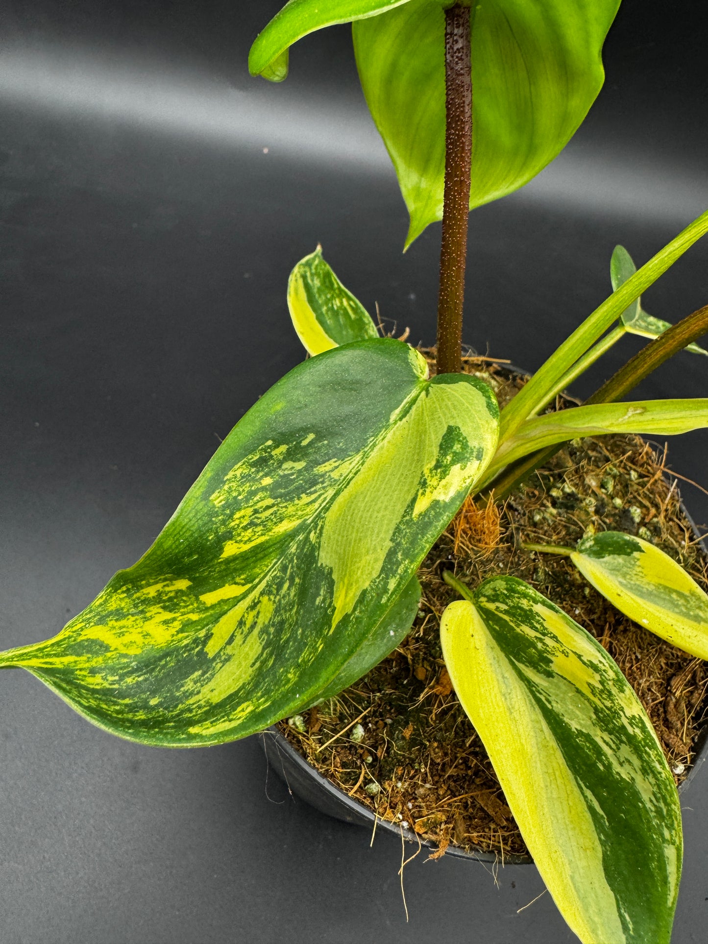Philodendron Florida Beauty