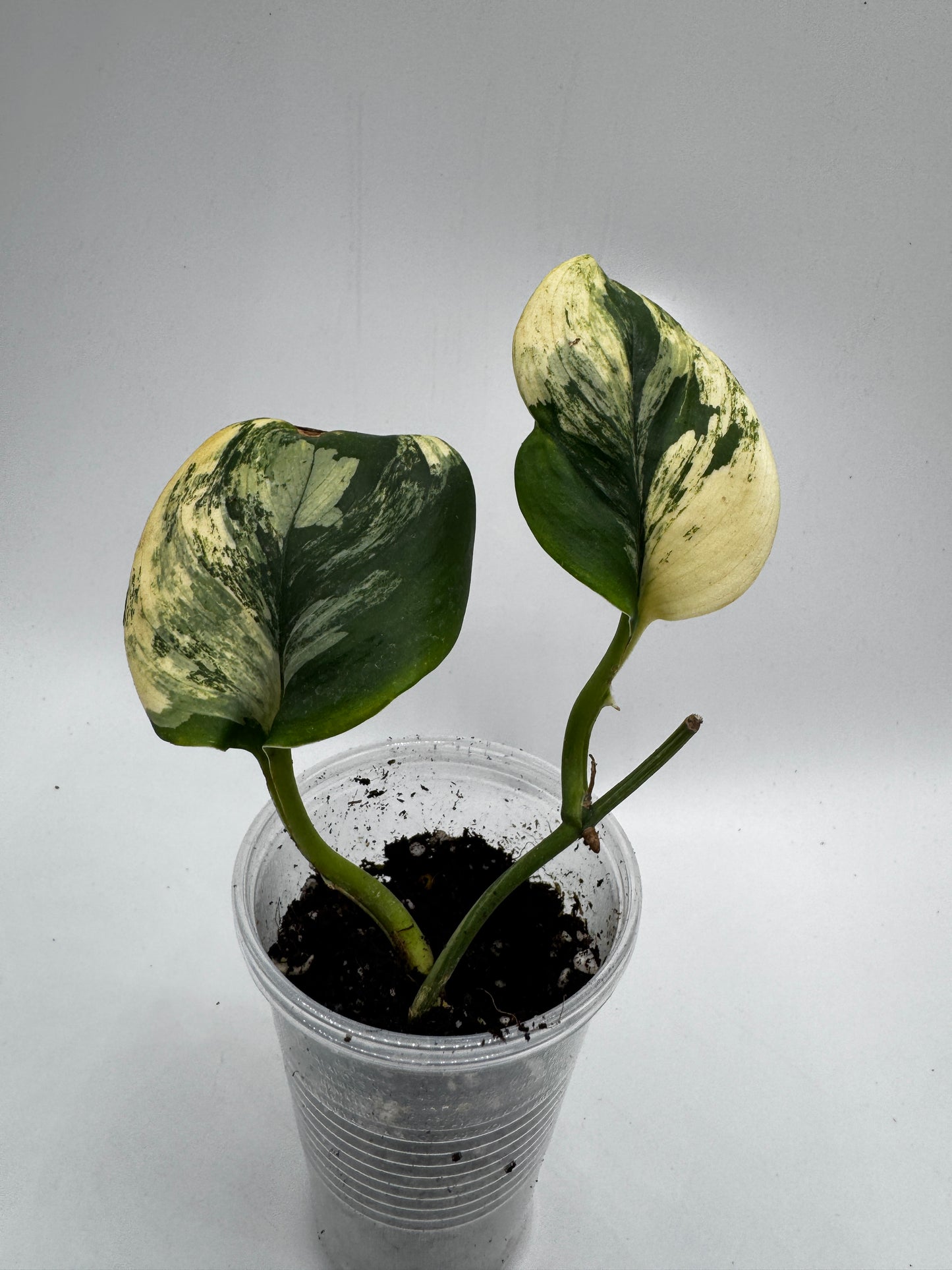 Scindapsus treubii moonlight Tricolor