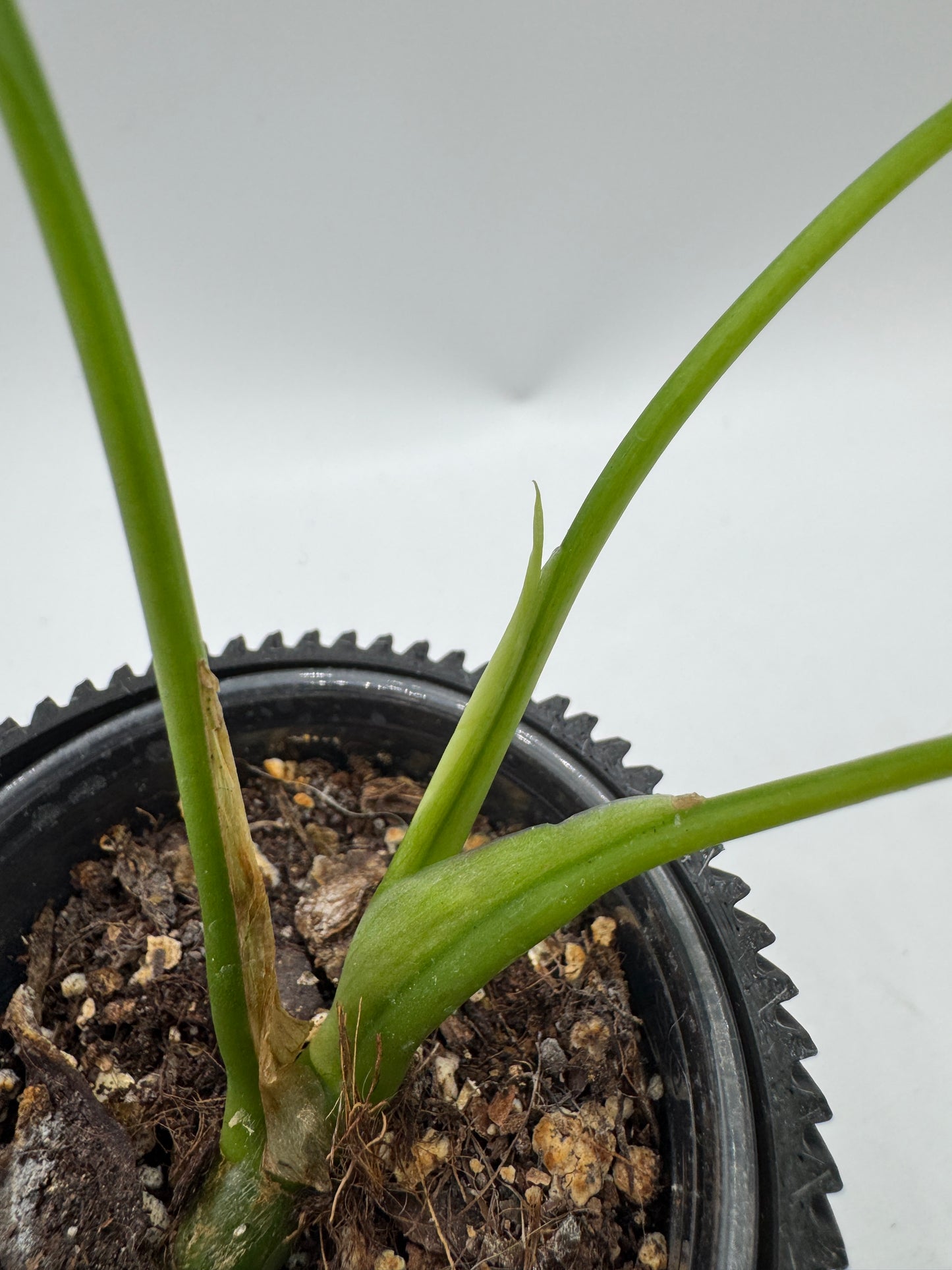 Rhaphidophora Tetrasperma Green on Green (Monstera Minima)