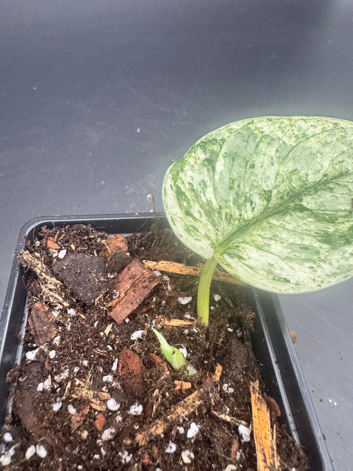 Scindapsus Silver Cloud variegata
