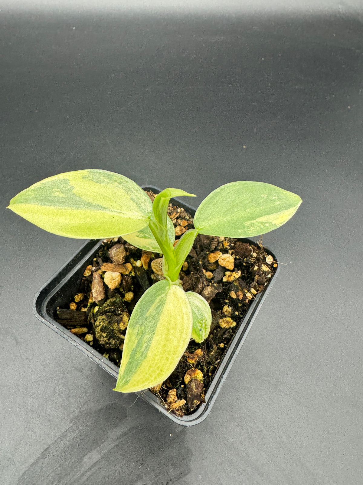 Philodendron Silver sword variegata