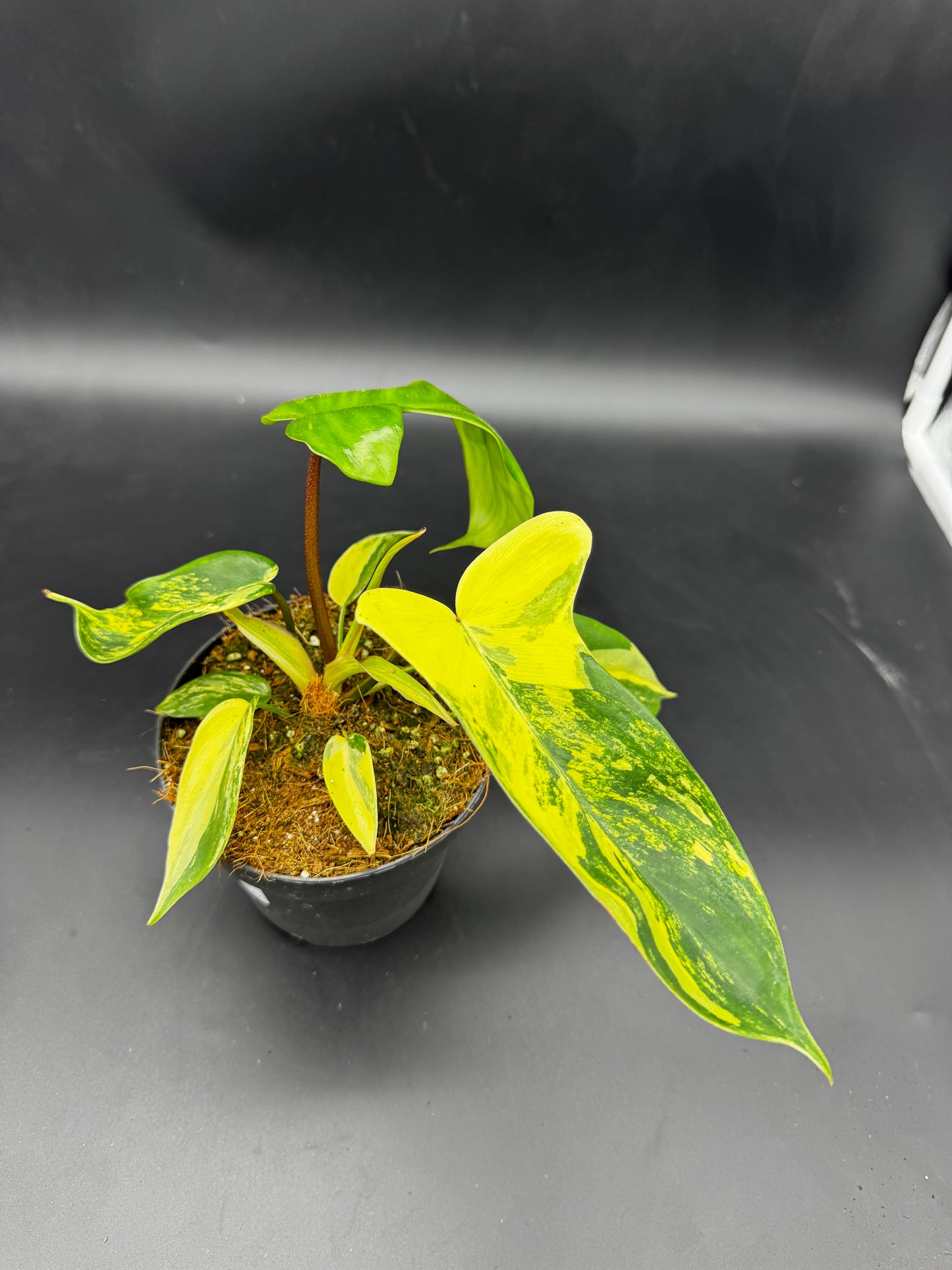 Philodendron Florida Beauty