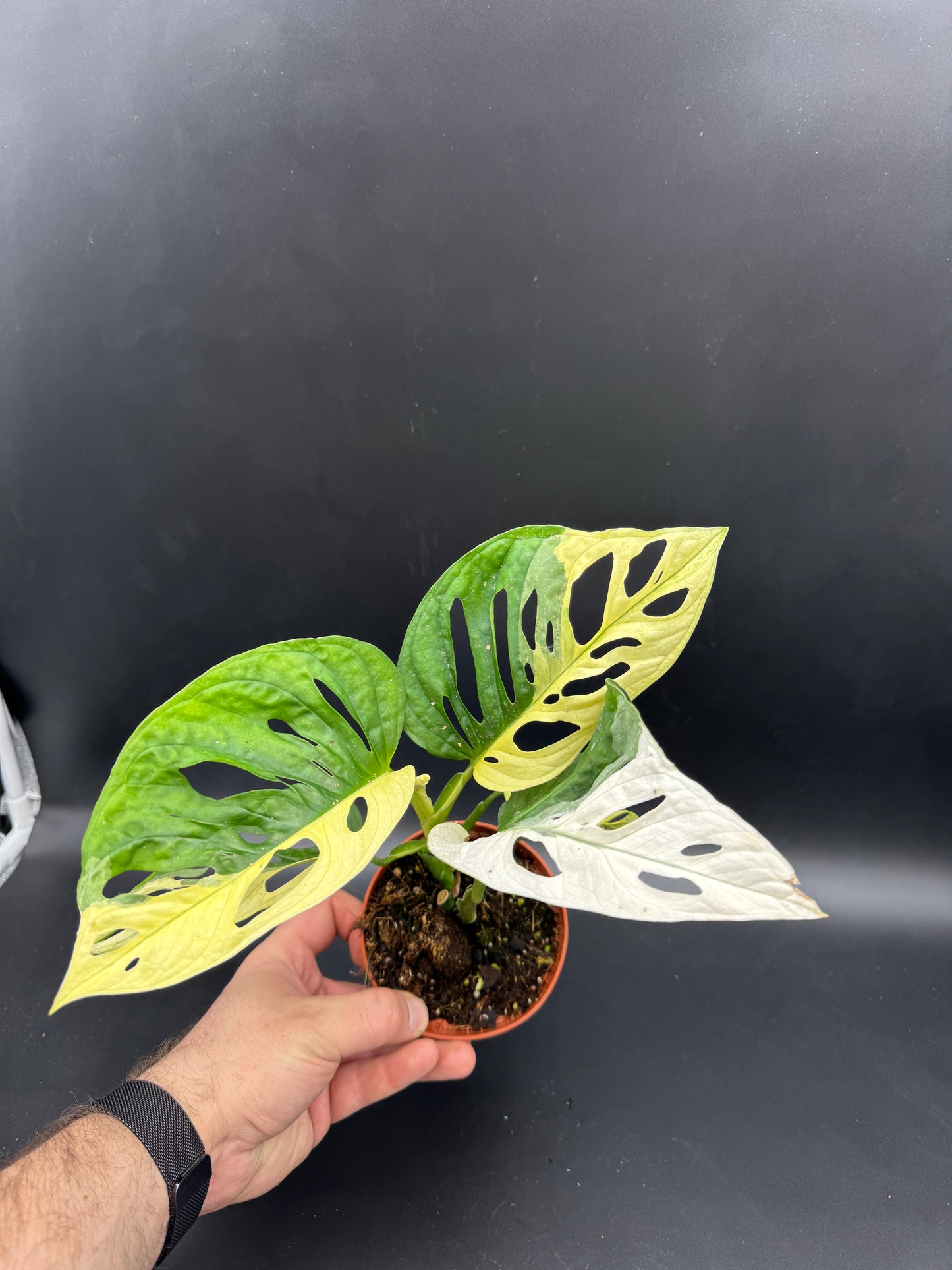 Monstera Adansonii Albo variegata