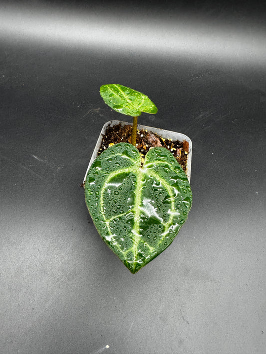 Anthurium Michelle x Michelle