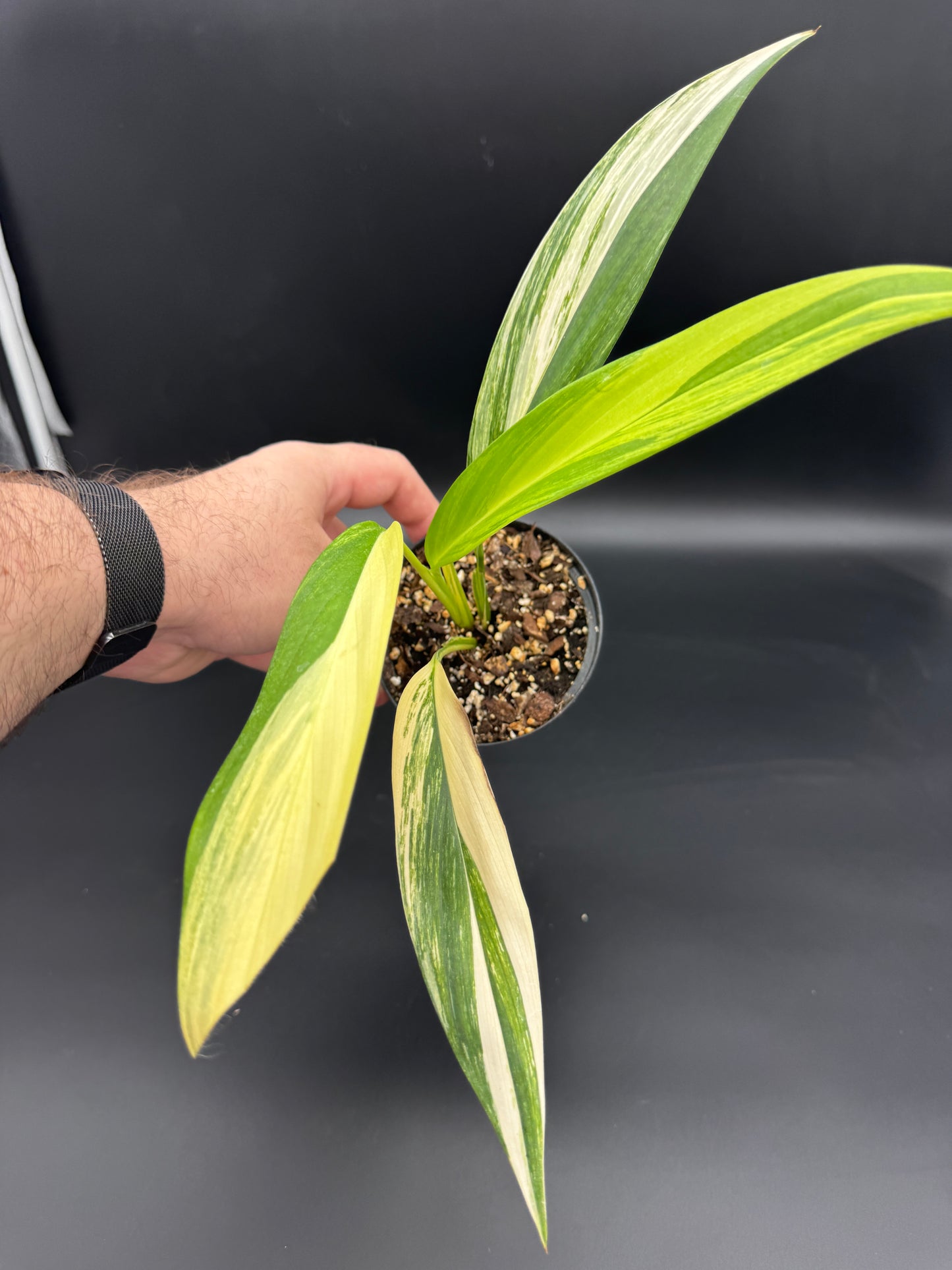 Epipremnum amplissimum Aurea variegata