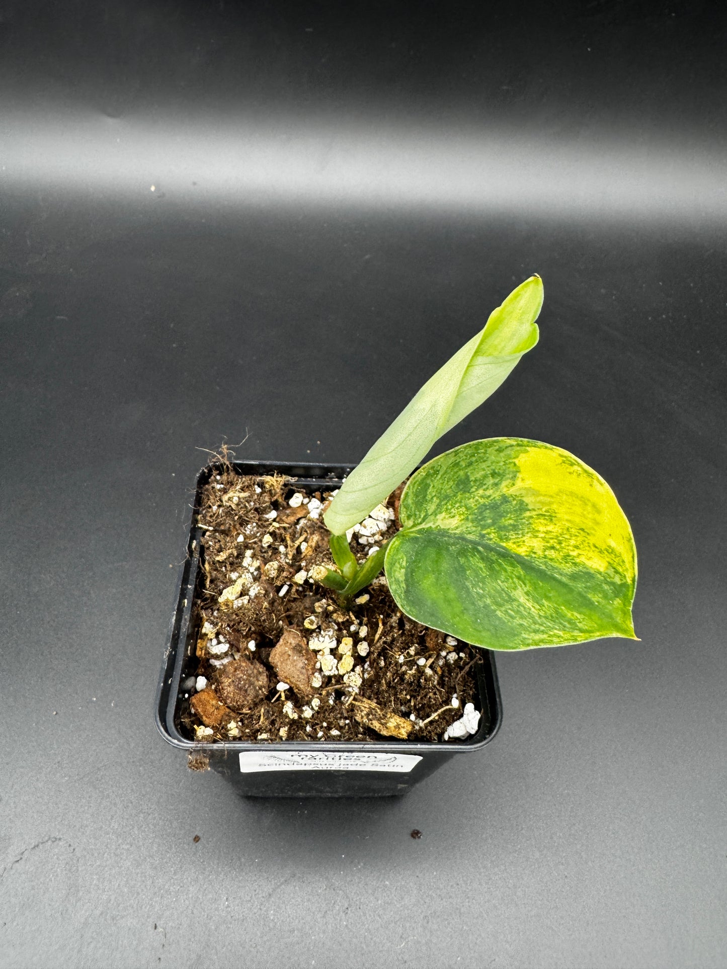Scindapsus Jade Satin Aurea variegata