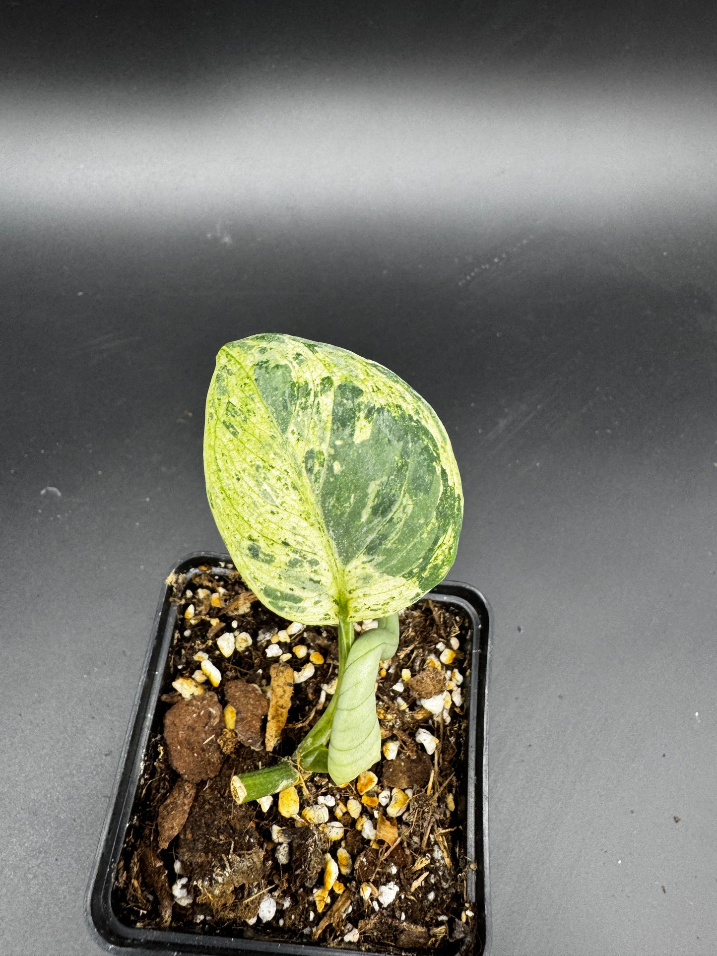 Scindapsus Silver Cloud variegata