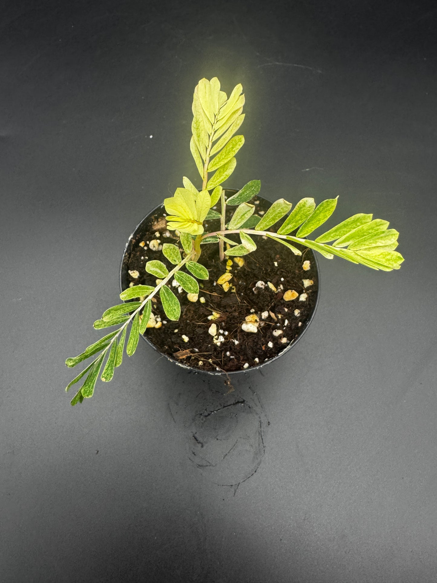 Phyllanthus Urinaria albo Variegata