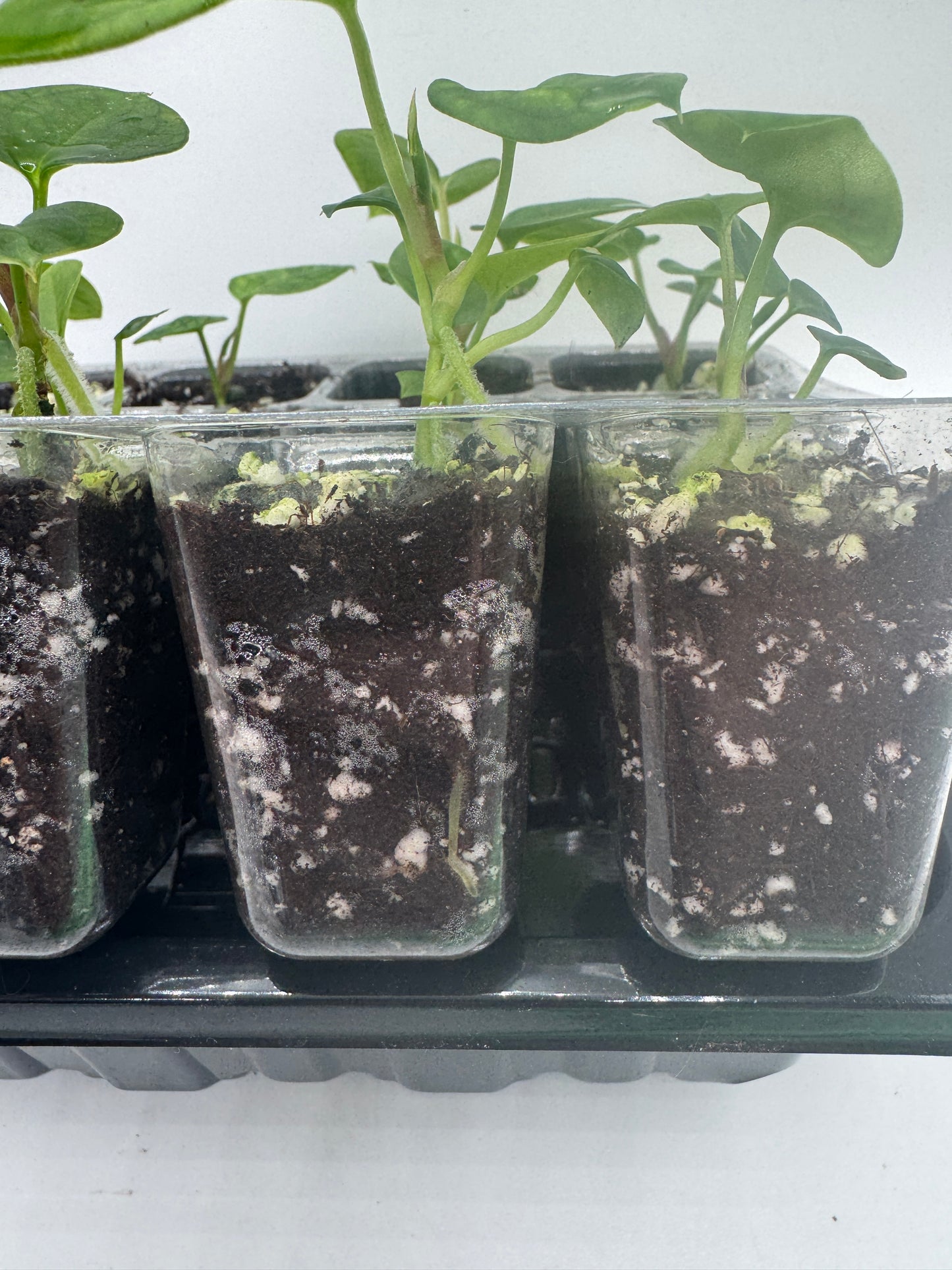 Anthurium Michelle x Michelle (1 Pflanze)