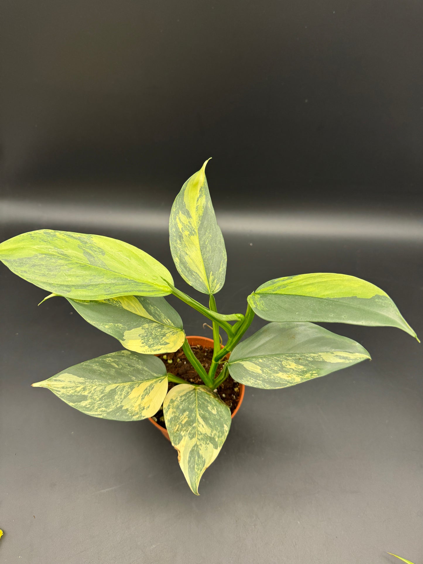 Philodendron Silver Sword variegata