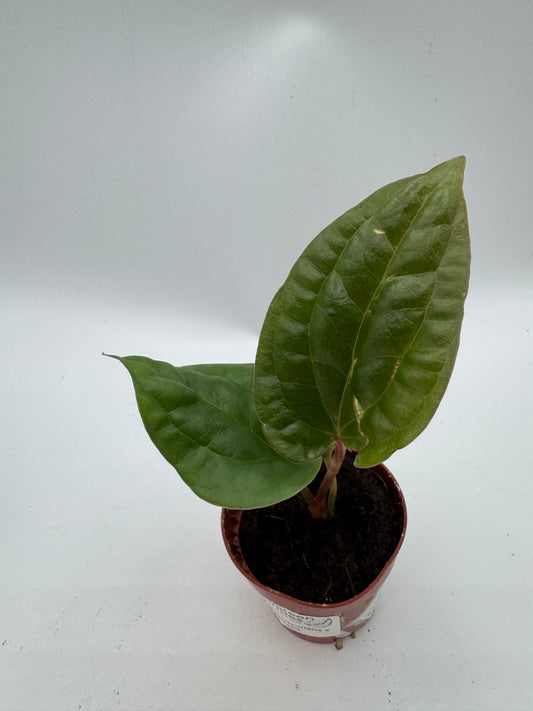 Anthurium luxurians x radicans