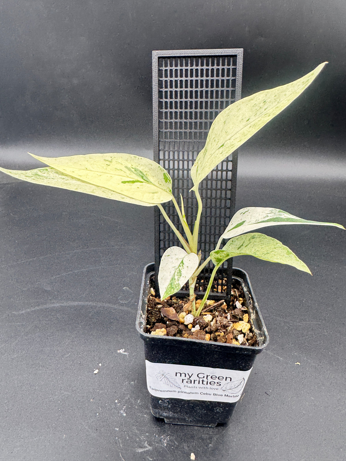 Epipremnum pinnatum Cebu Blue Marble variegata