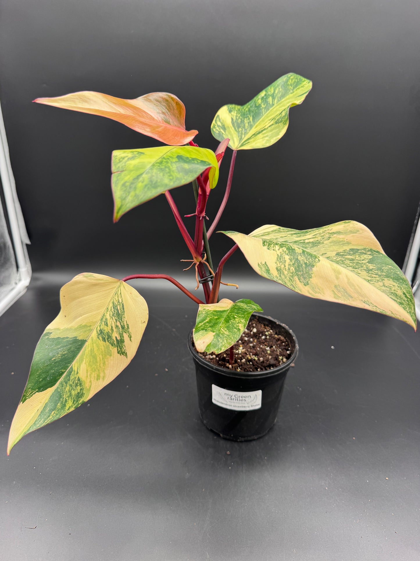 Philodendron strawberry Shake