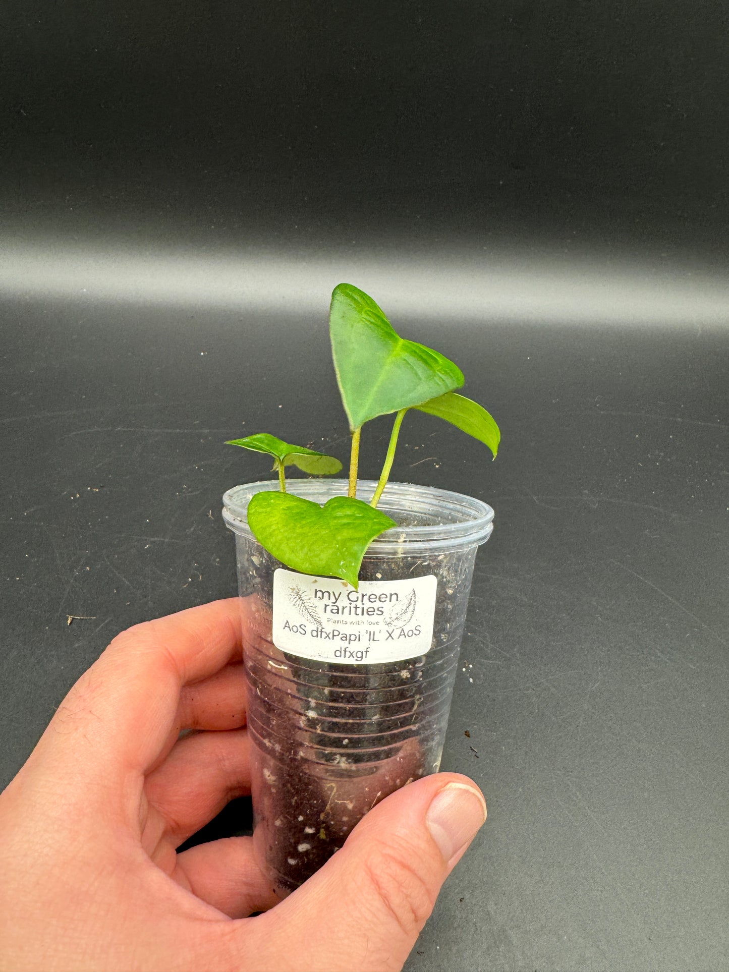 AoS dfxPapi 'IL' X AoS dfxgf