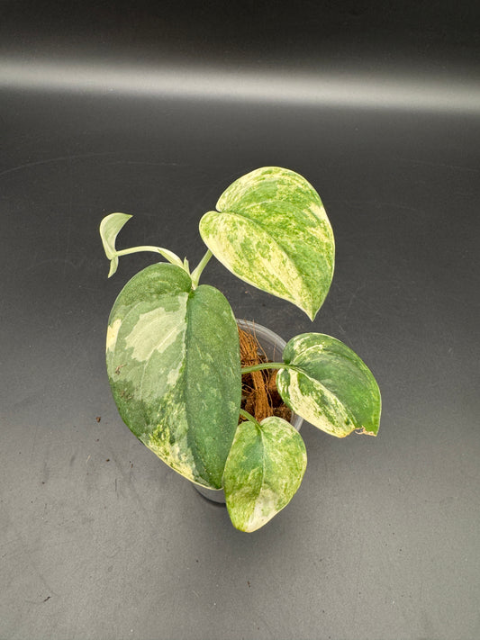 Scindapsus mangurai