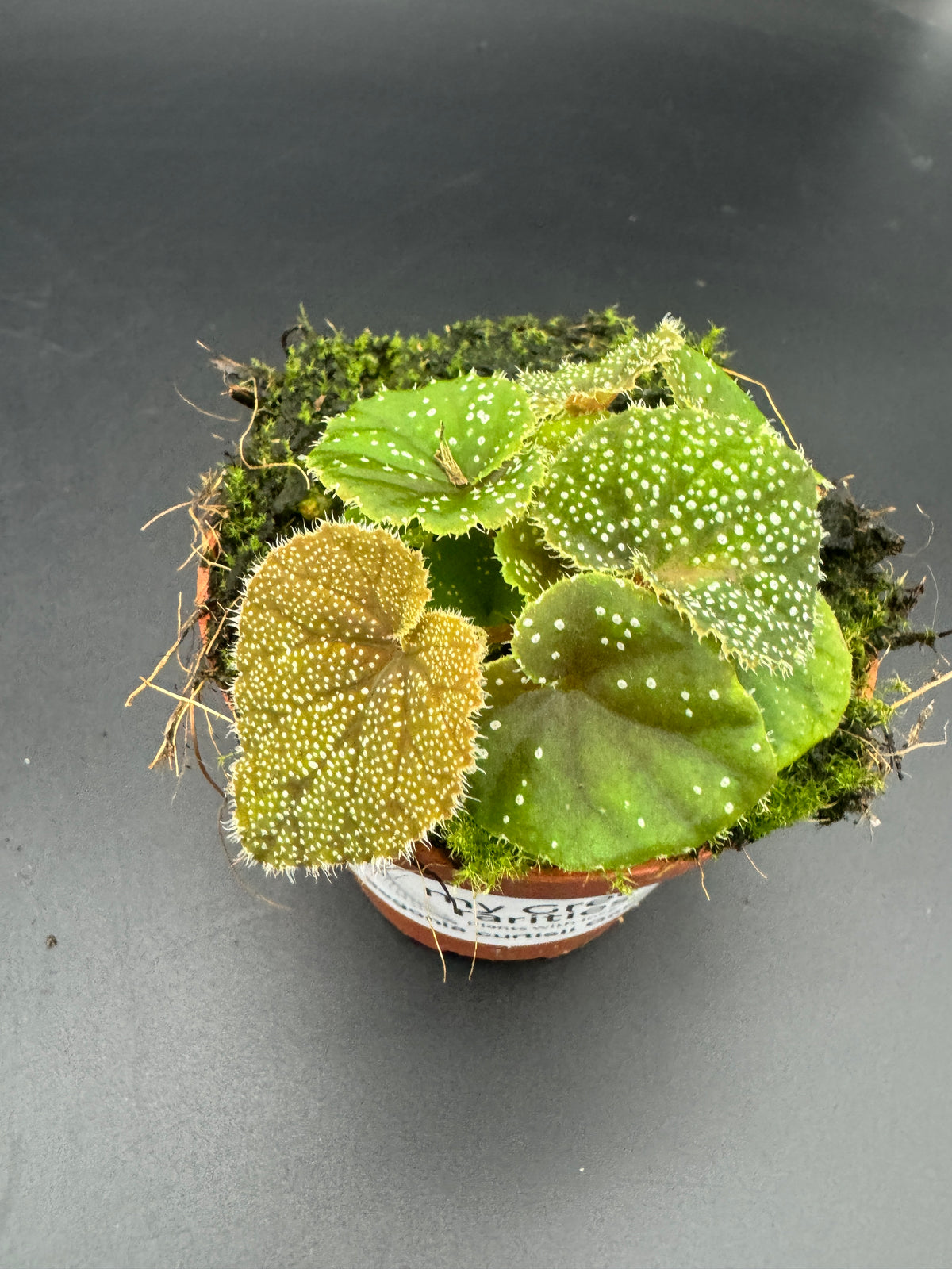 Begonia Curtisii Galaxy