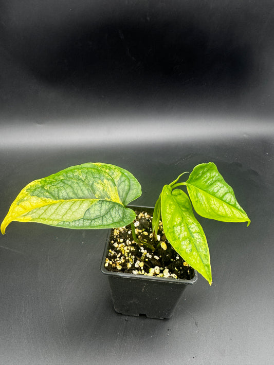 Monstera Siltepecana Aurea variegata