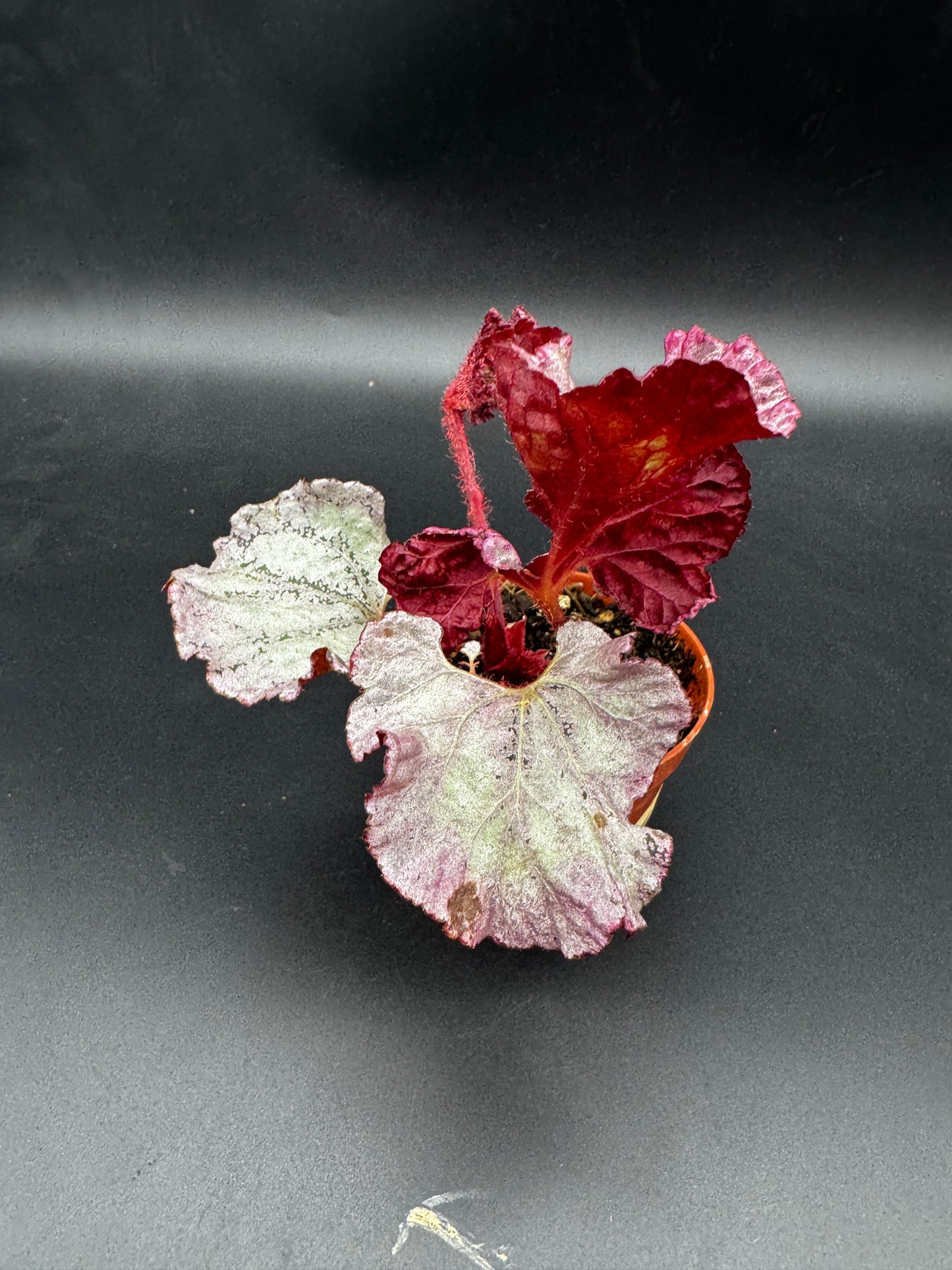 Begonia pink Panther