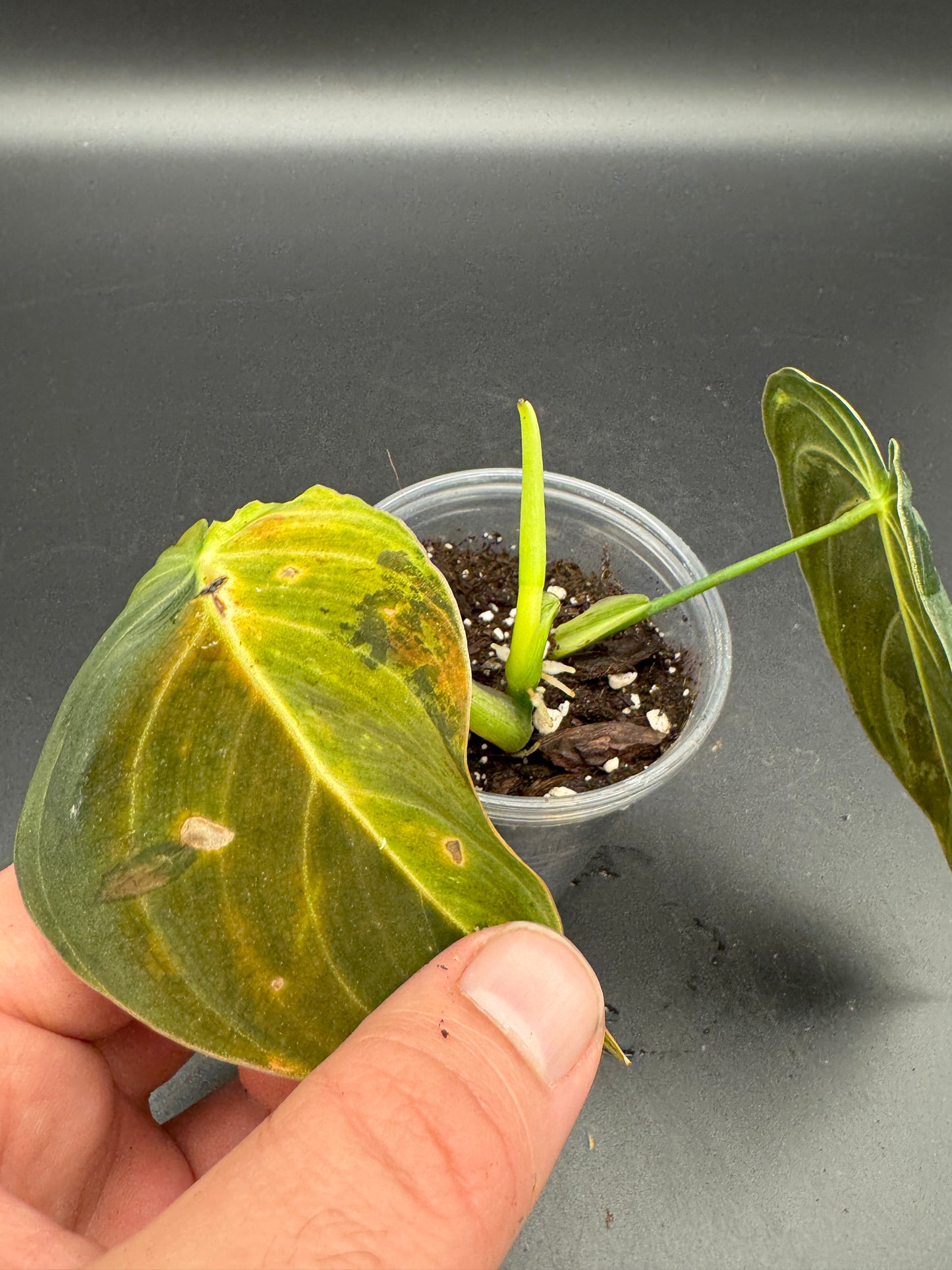 Philodendron melanochrysum variegata